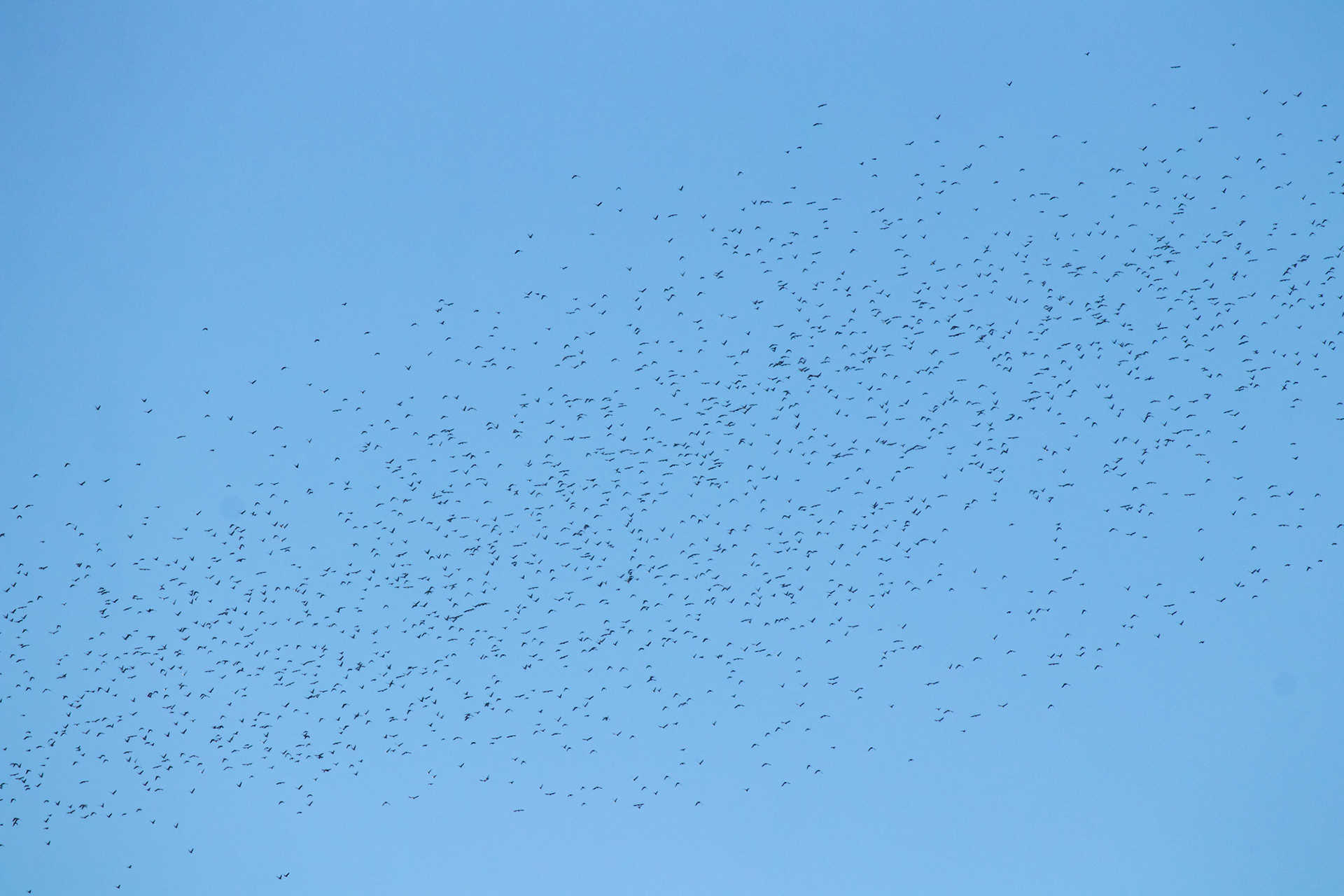Duer på vej ud over sundet