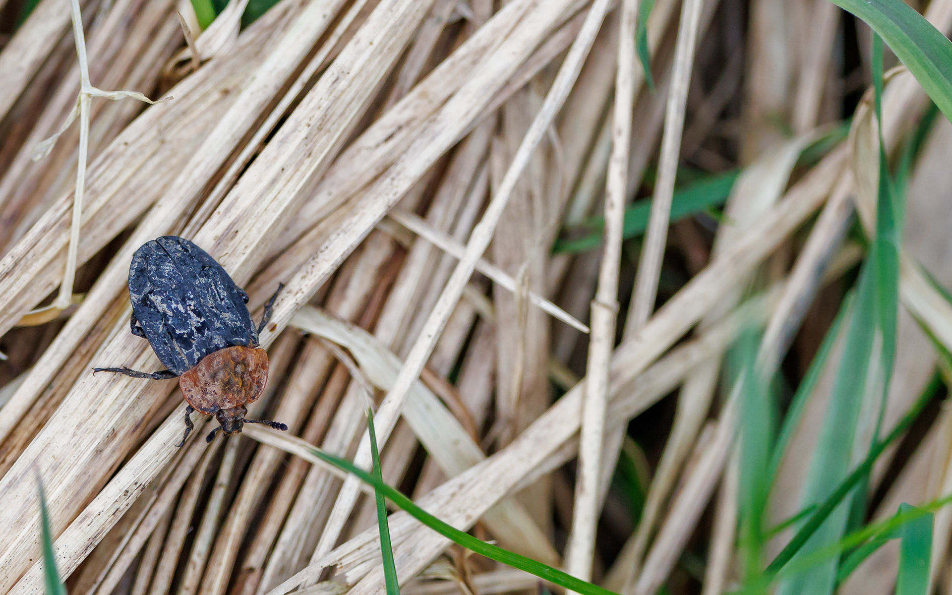 Rødbrystet ådselsbille i Lille Vildmose. 13. april