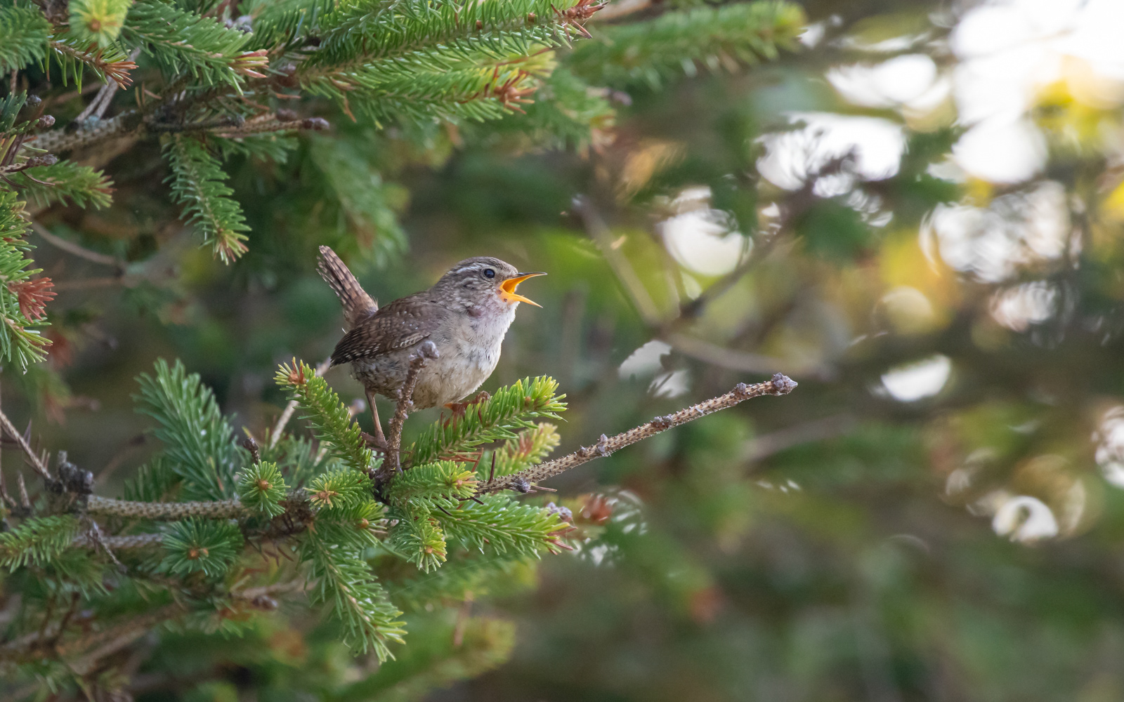 Syngende gærdesmutte ved sommerhuset i Tornby Strand