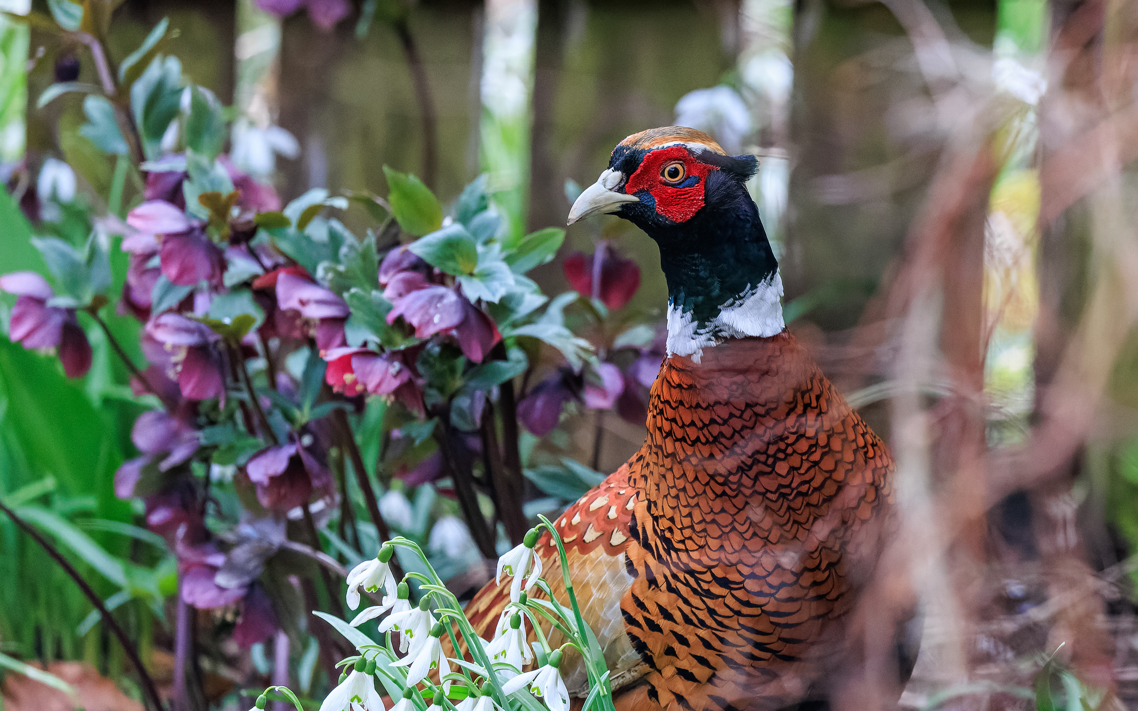 fasan mellem vintergækker og juleroser