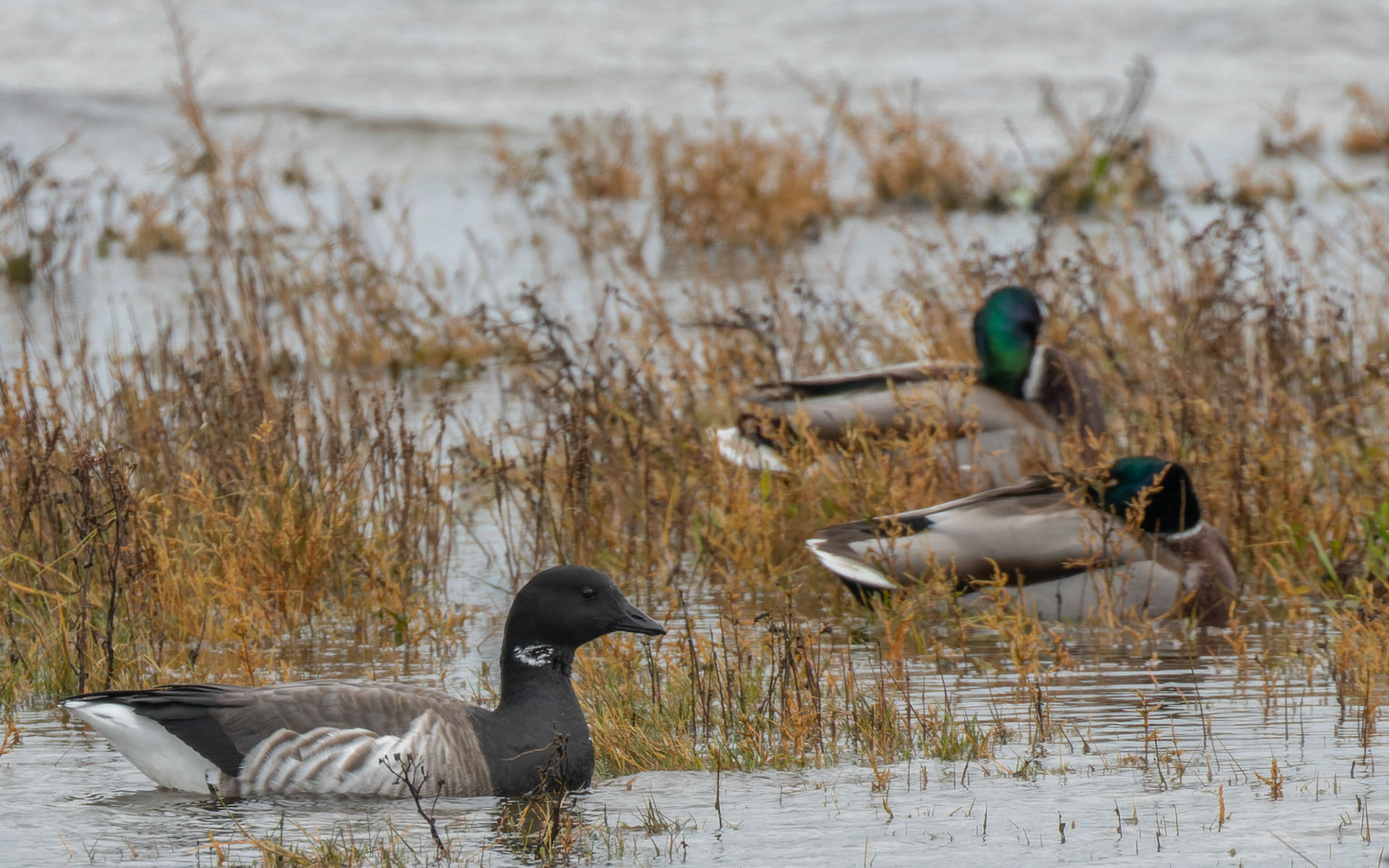 Lysbuget knortegås - ikke meget større end gråanden. Egense Havn