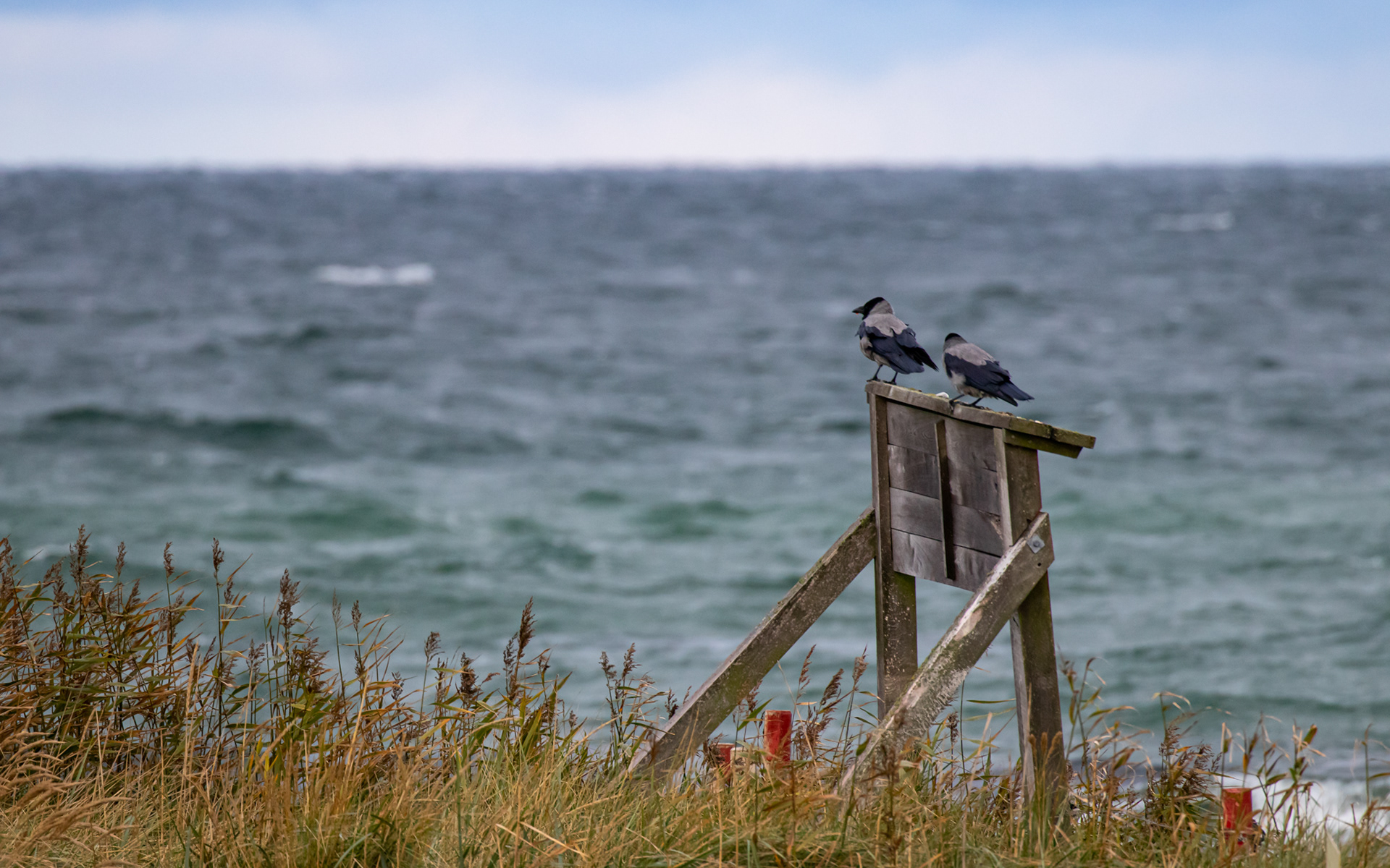 Gråkrager som tilskuer til fugletrækket fra Nabben
