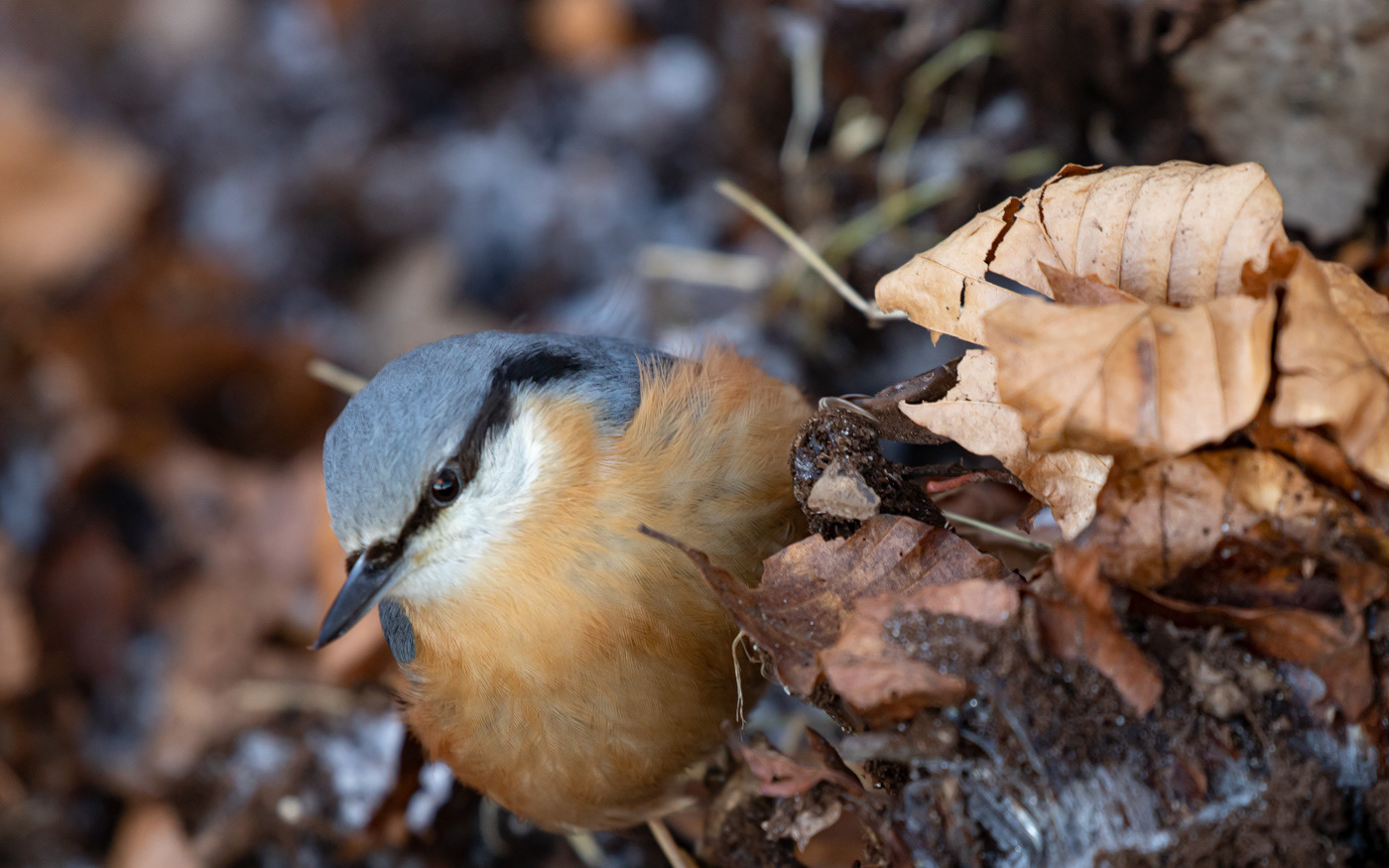 Spætmejse i Ravnkilde