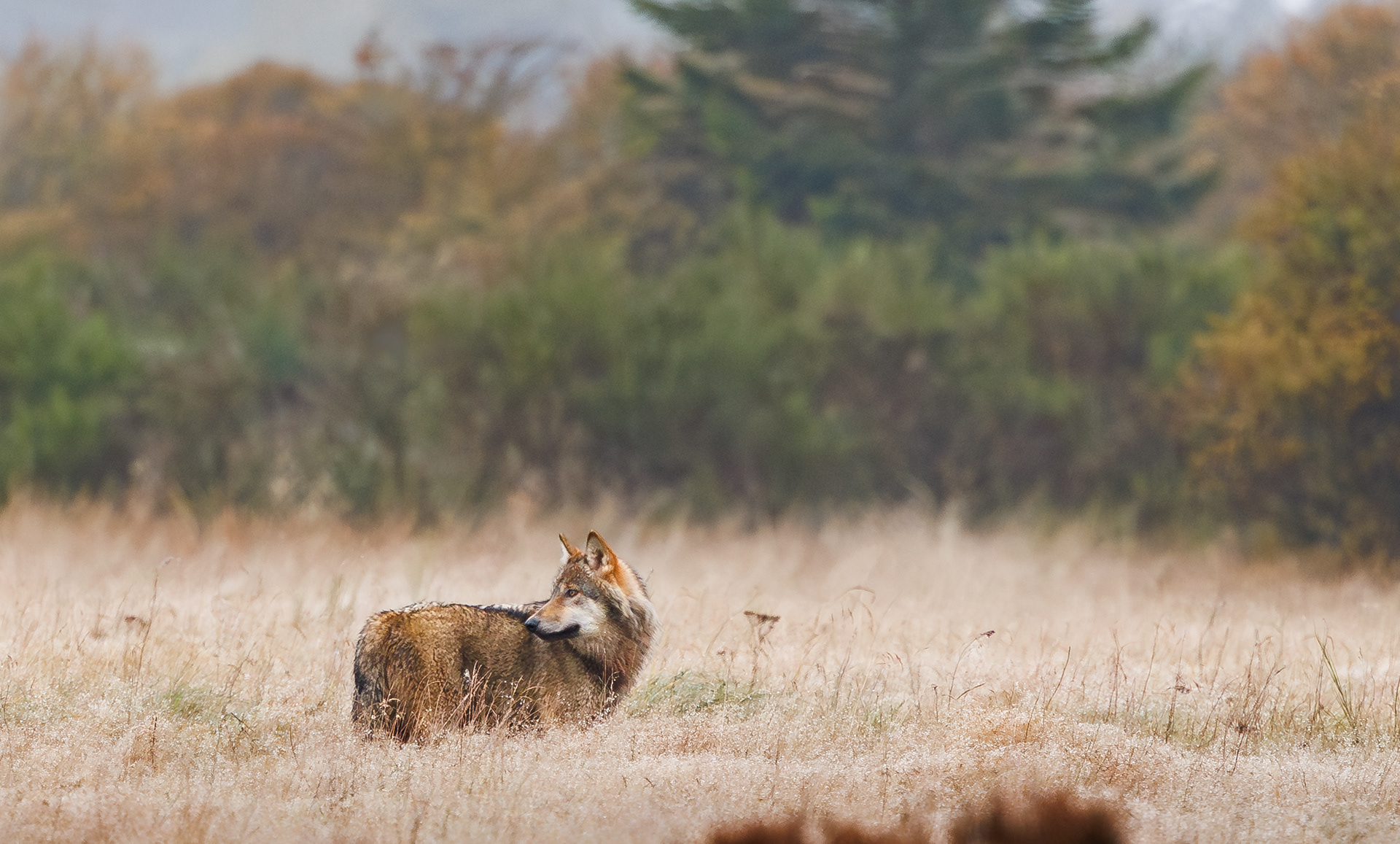 Ulv på Borris Skydeterræn