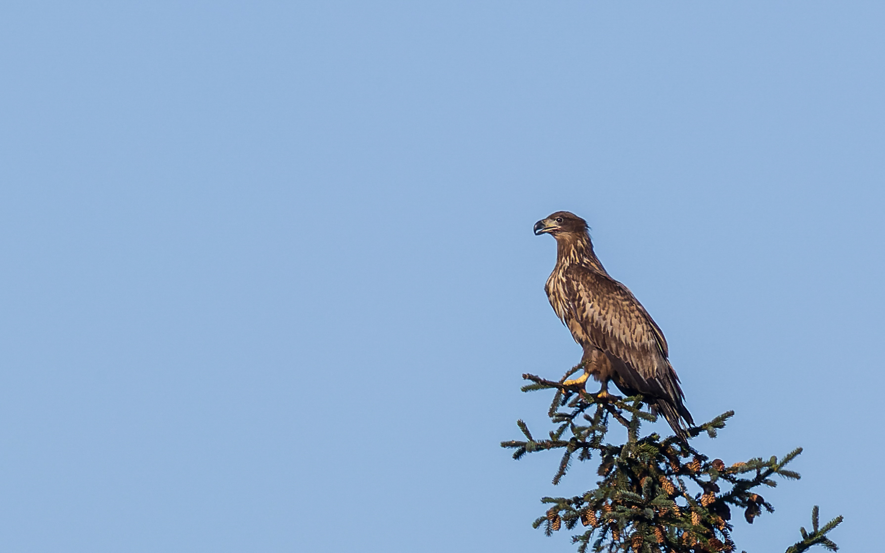 Ung havørn, Kytterne ved Gjøl