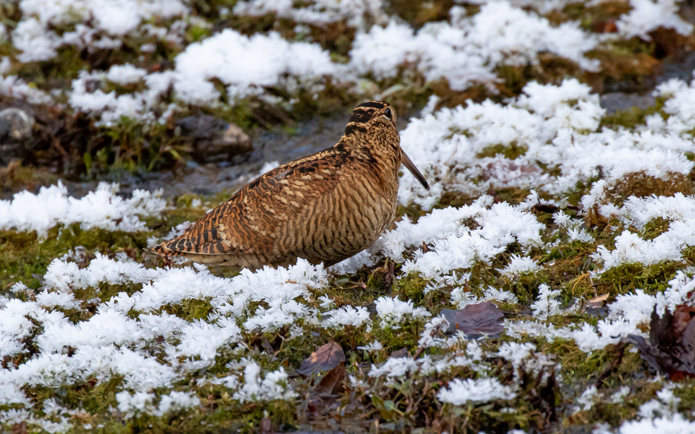 Skovsneppe i Ravnkilde