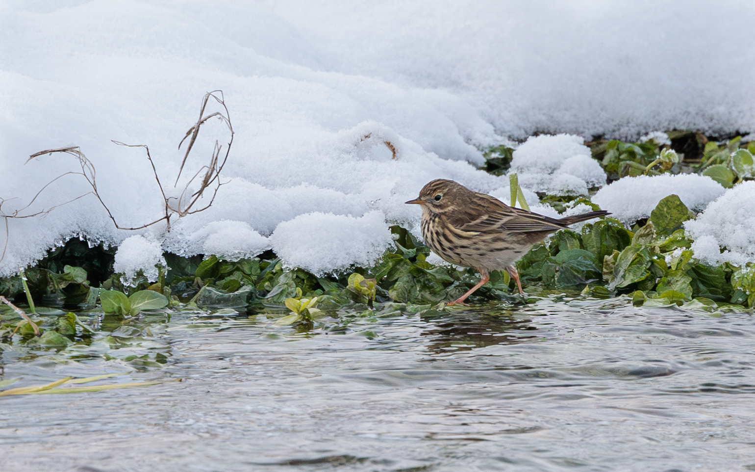 Engpiber i Kousbækken