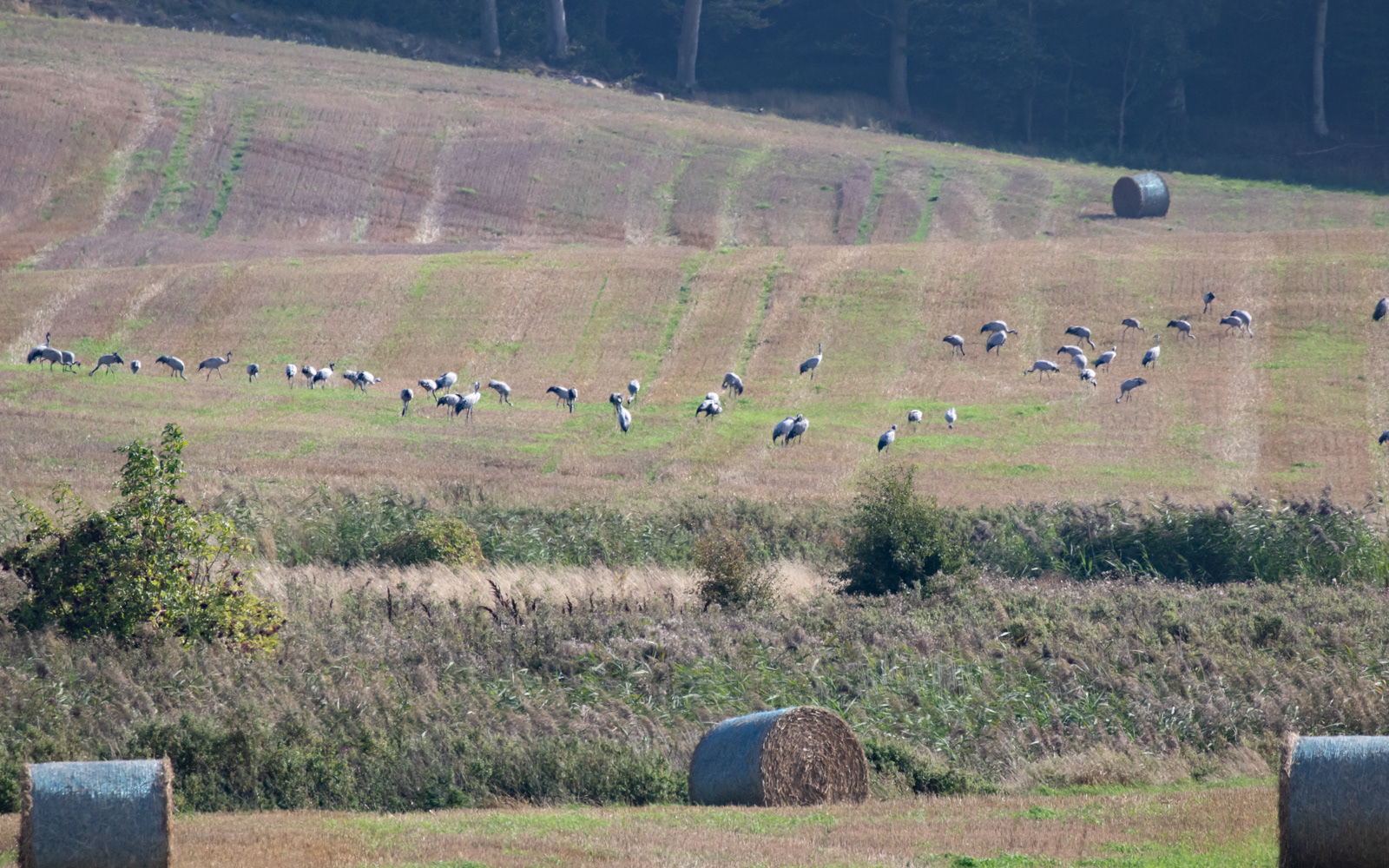 Traner på mark i Skåne