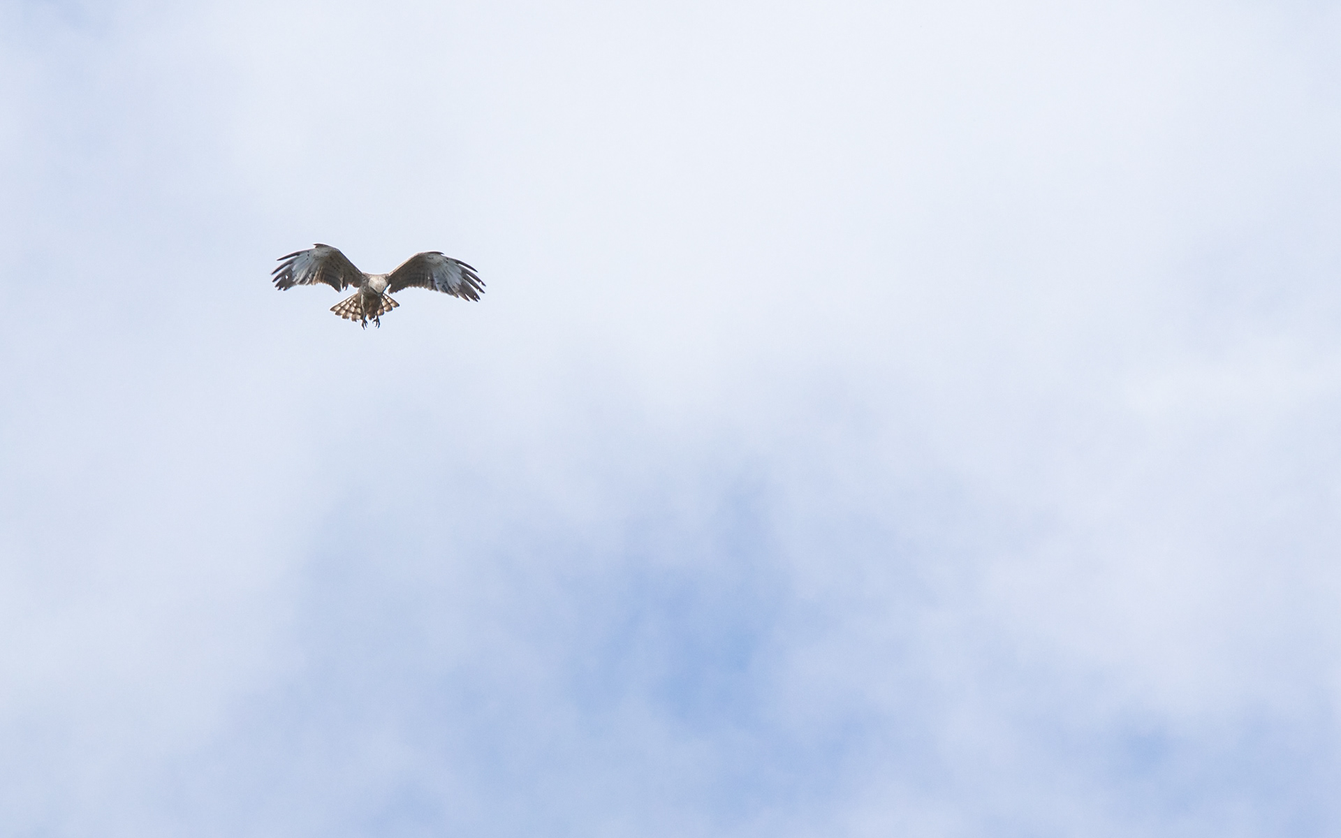 Slangeørn i Lille Vildmose