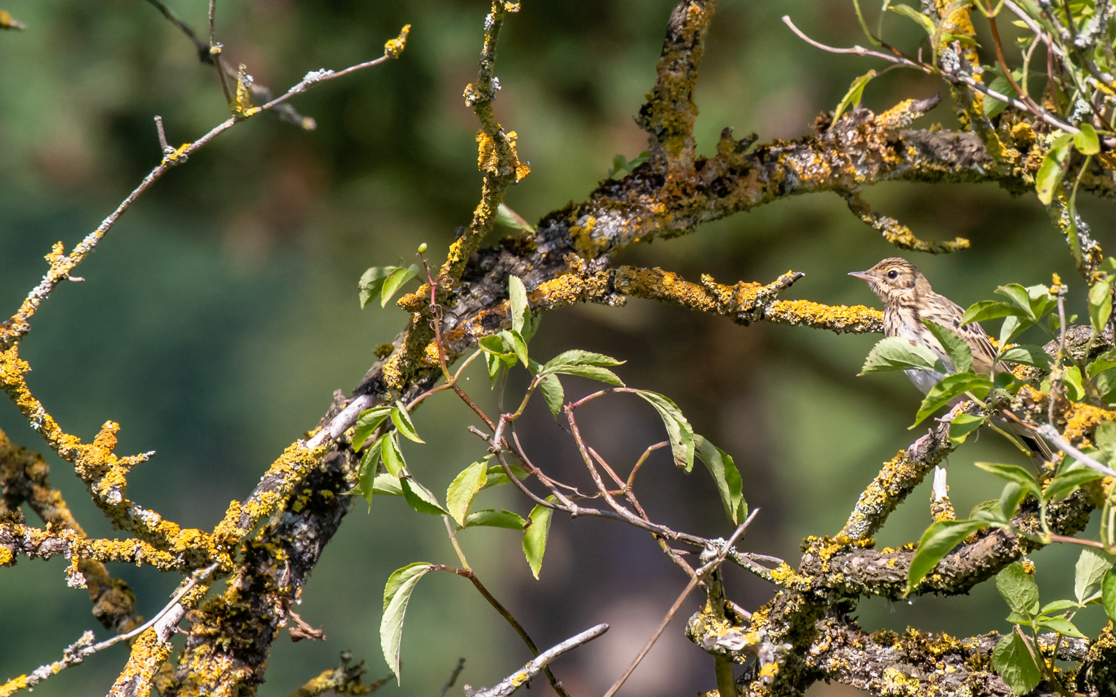 Skovpiber i Gravlev Ådal