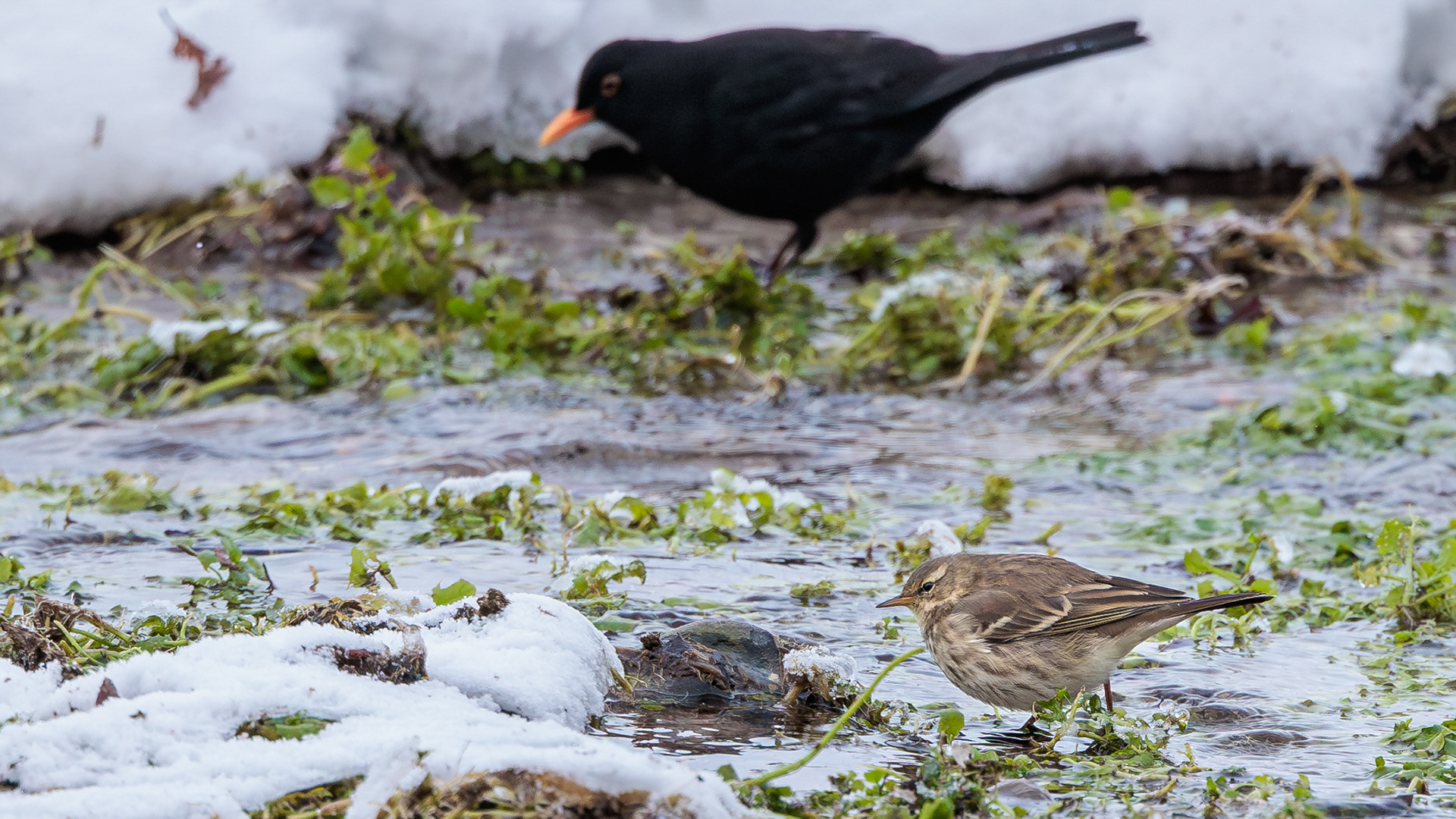 Bjergpiber og solsort i Ravnkilden