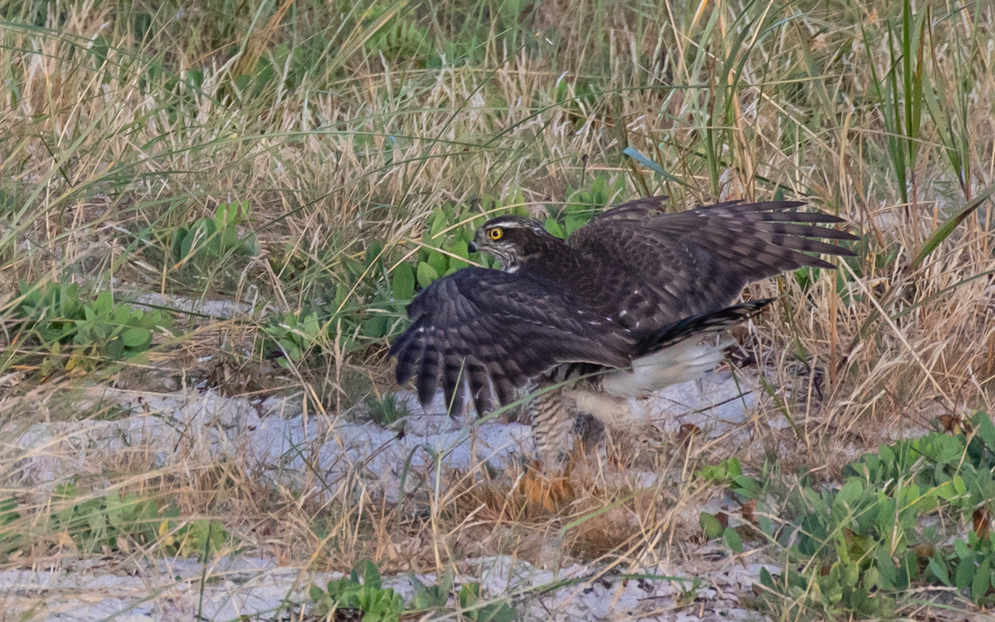 Spurvehøg sætter sig i klitten inden træk over Øresund