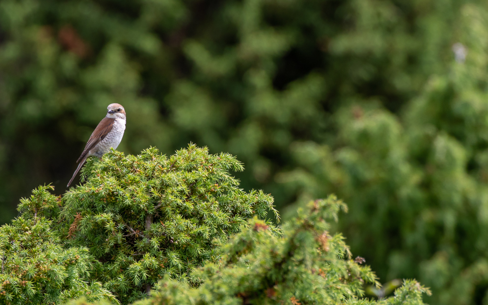 Rødrygget tornkade, hun. Rebild Bakker