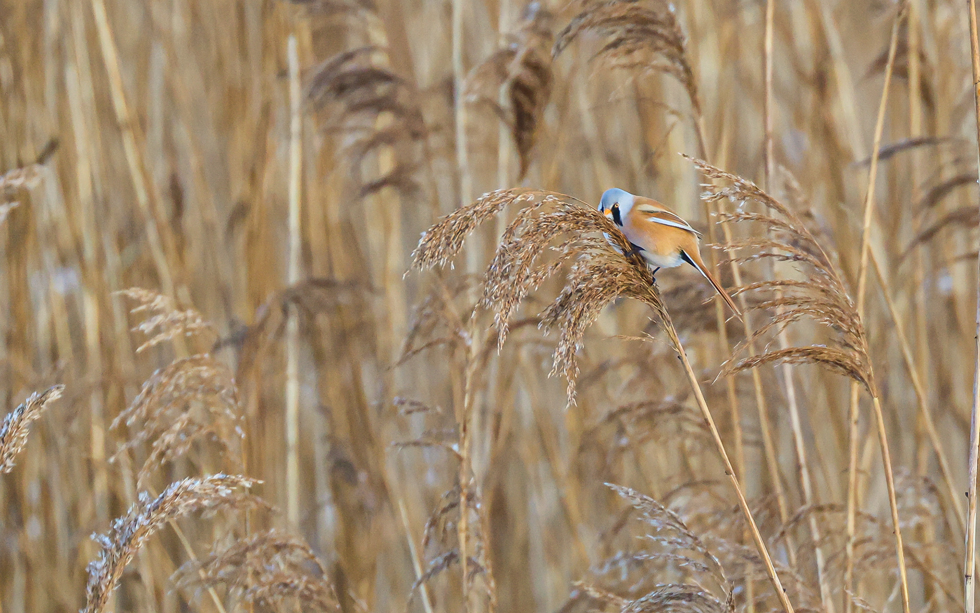 Skægmejser i Lille Vildmose