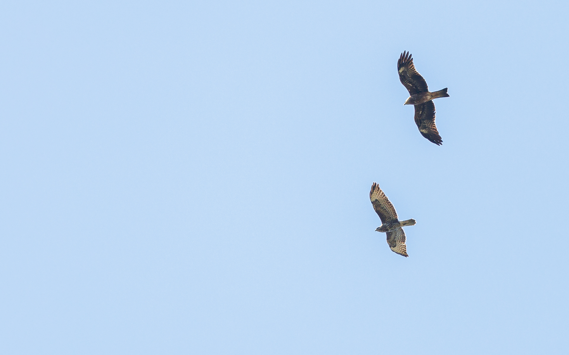 Forår i Skagen. Sort glente og musvåge