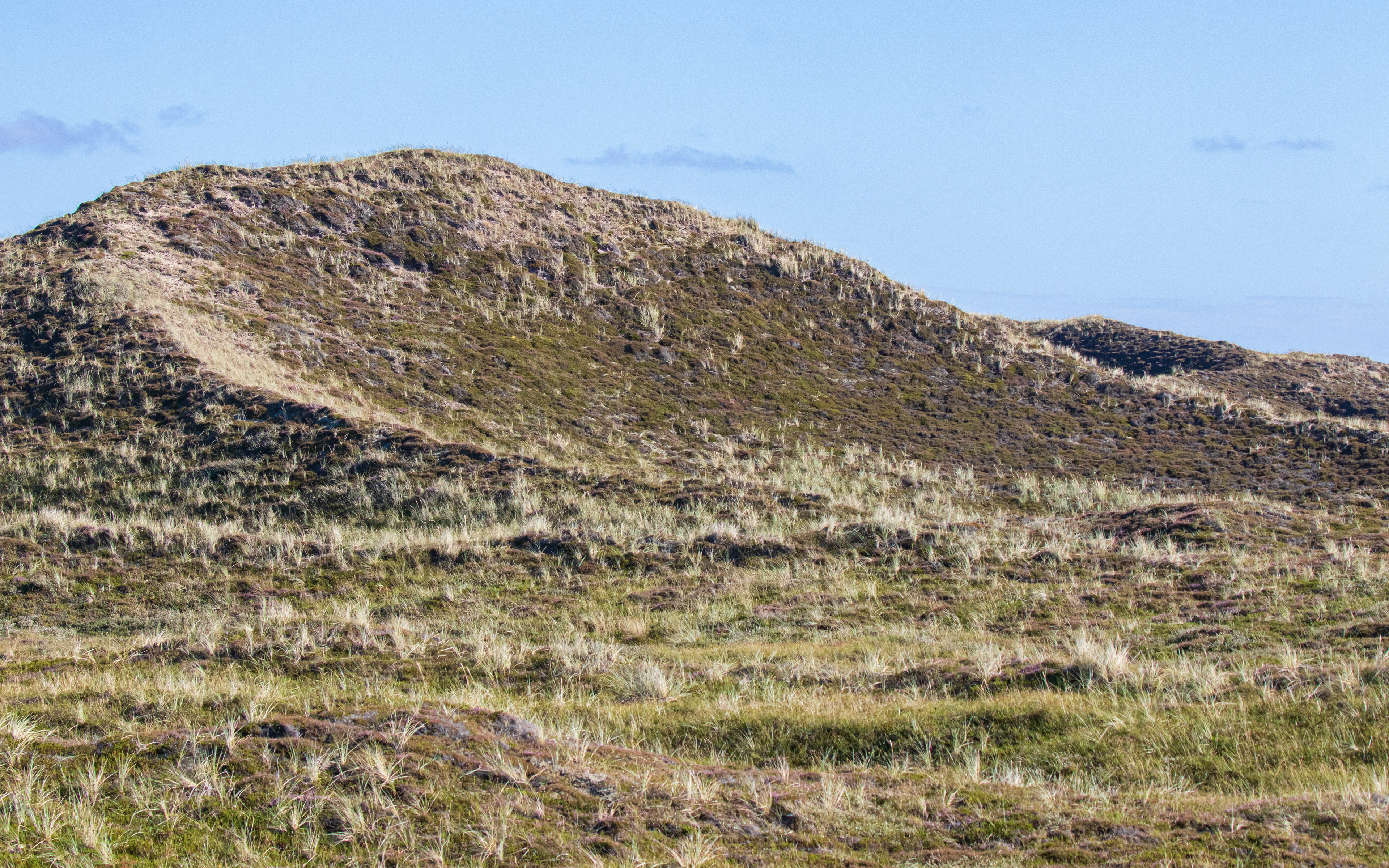 Parabelformet klit i Risbjerge i Hanstholm Vildtreservat