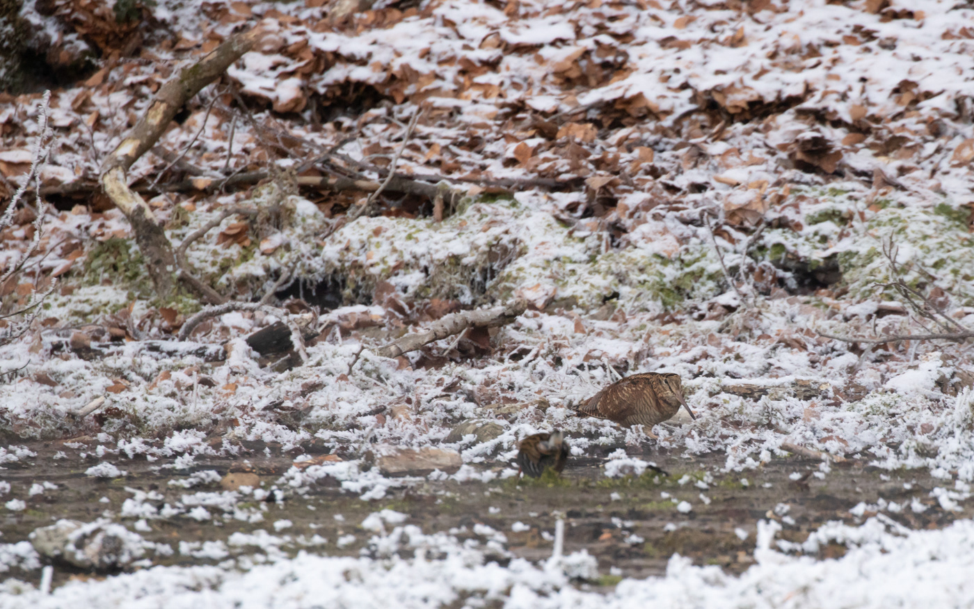 Skovsneppe i Ravnkilde - og vandrikse med enden til
