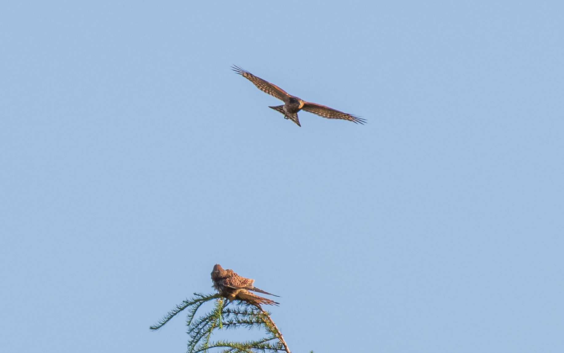 Tårnfalk chikaneres af spurvehøg (juvenil)