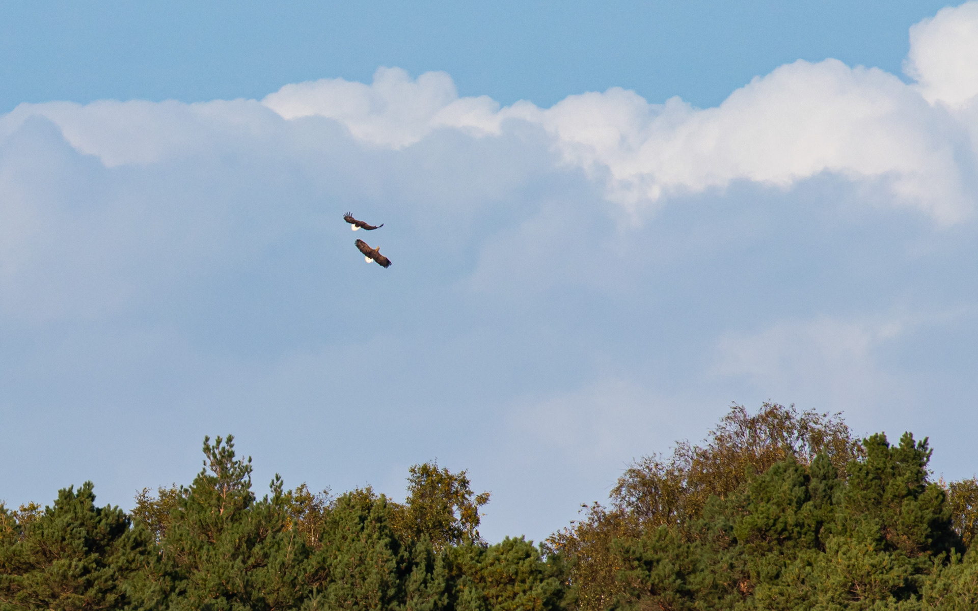 To voksne havørne leger - over Ljungen
