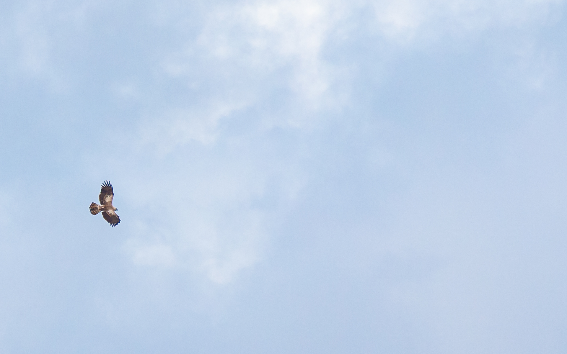 Slangeørn i Lille Vildmose