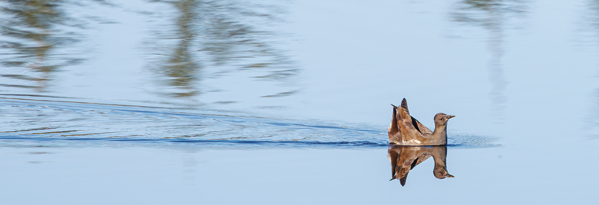 Grønbenet rørhøne i Juelstrup Sø (ungfugl)