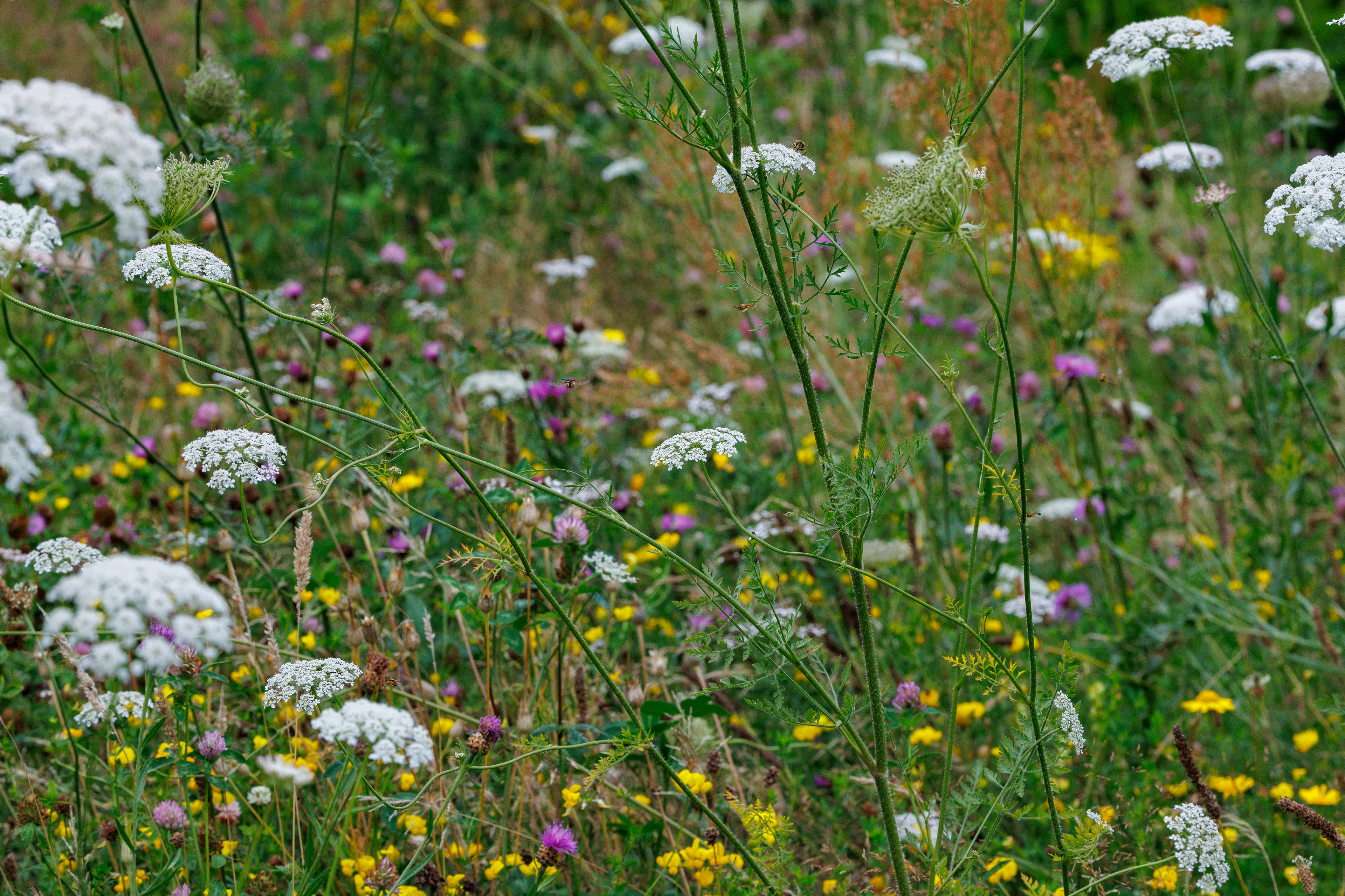 Vild med vilje. I haven