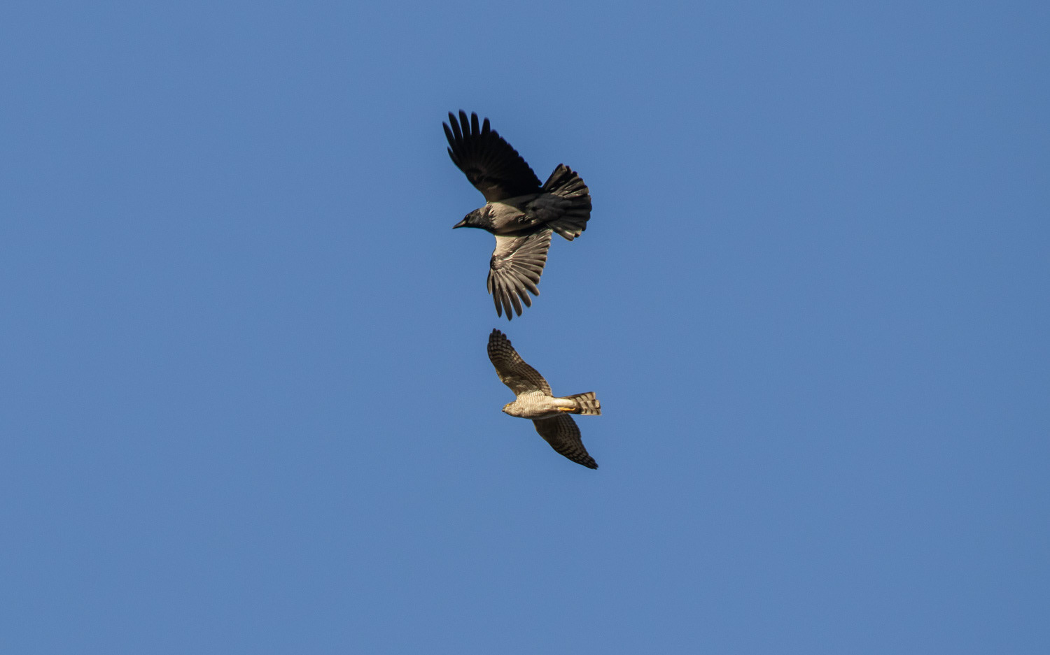 Gråkrage og spurvehøg i Rebild Bakker. 23.11.2020
