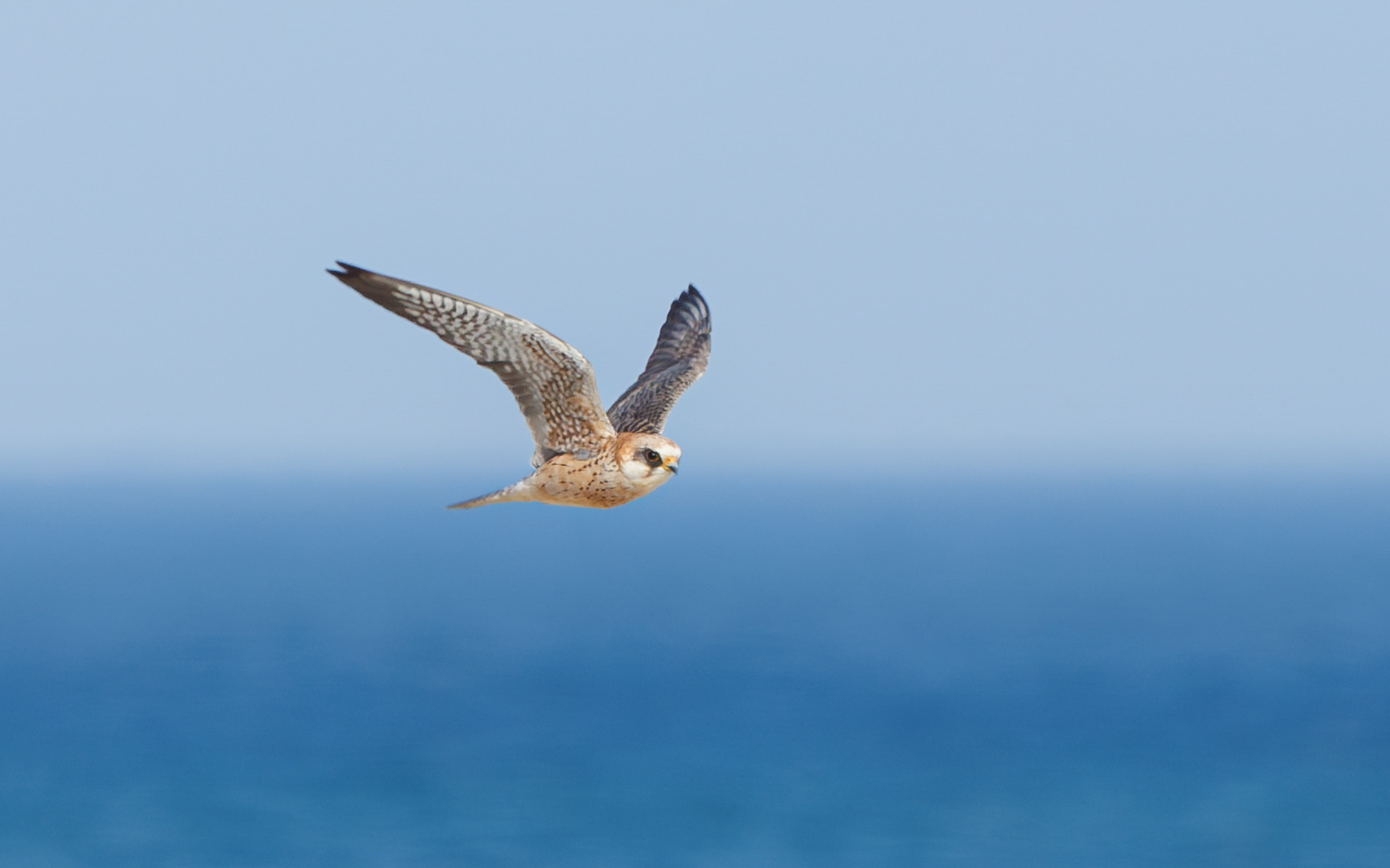Forårstræk i Skagen. Aftenfalk (hun)