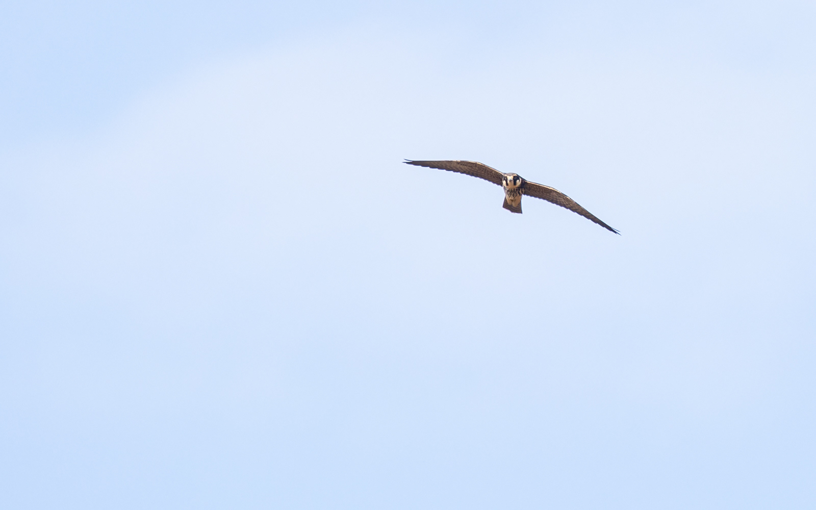 Lærkefalk på Ljungen