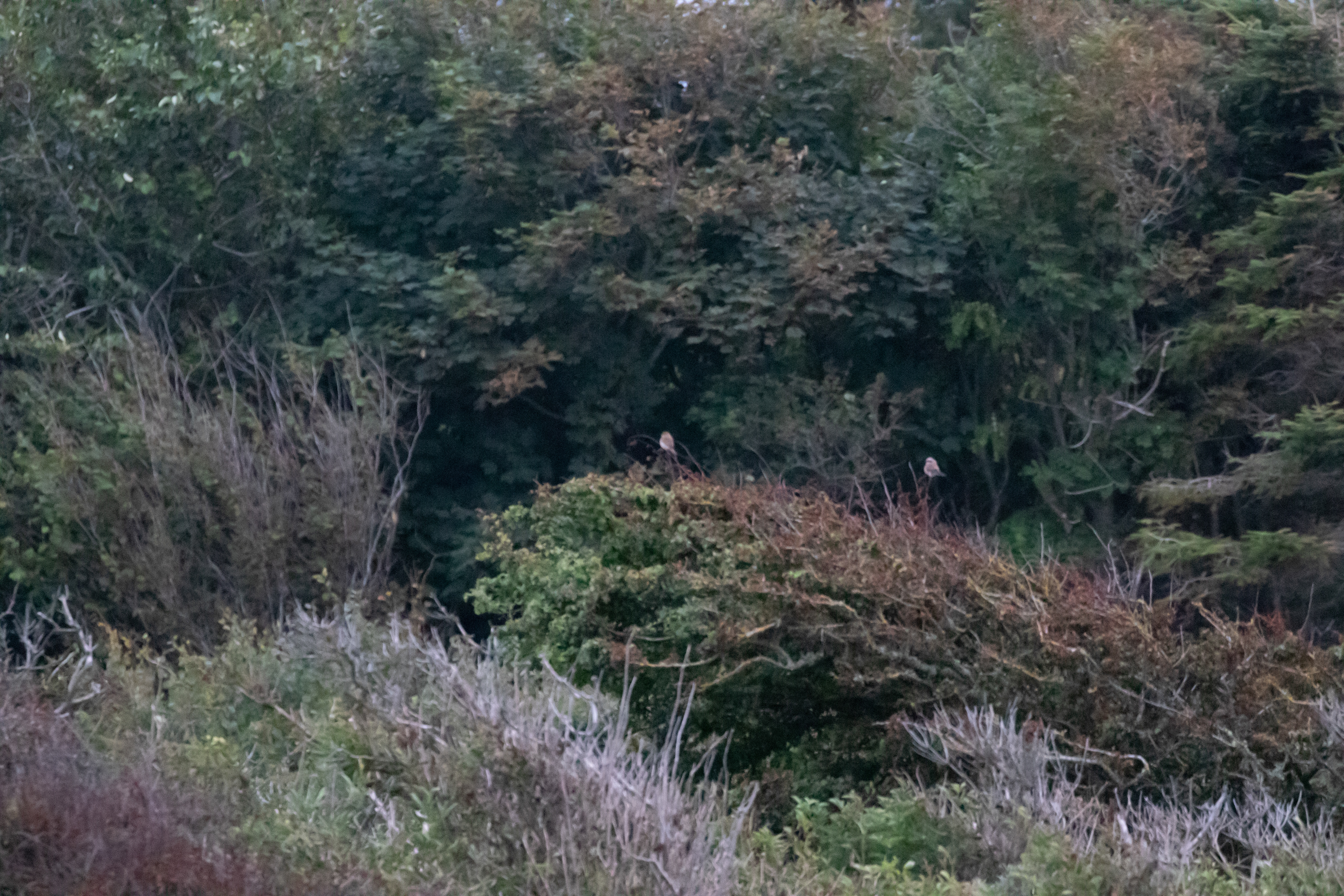 Rødrygget tornskade i slugten ved sommerhuset