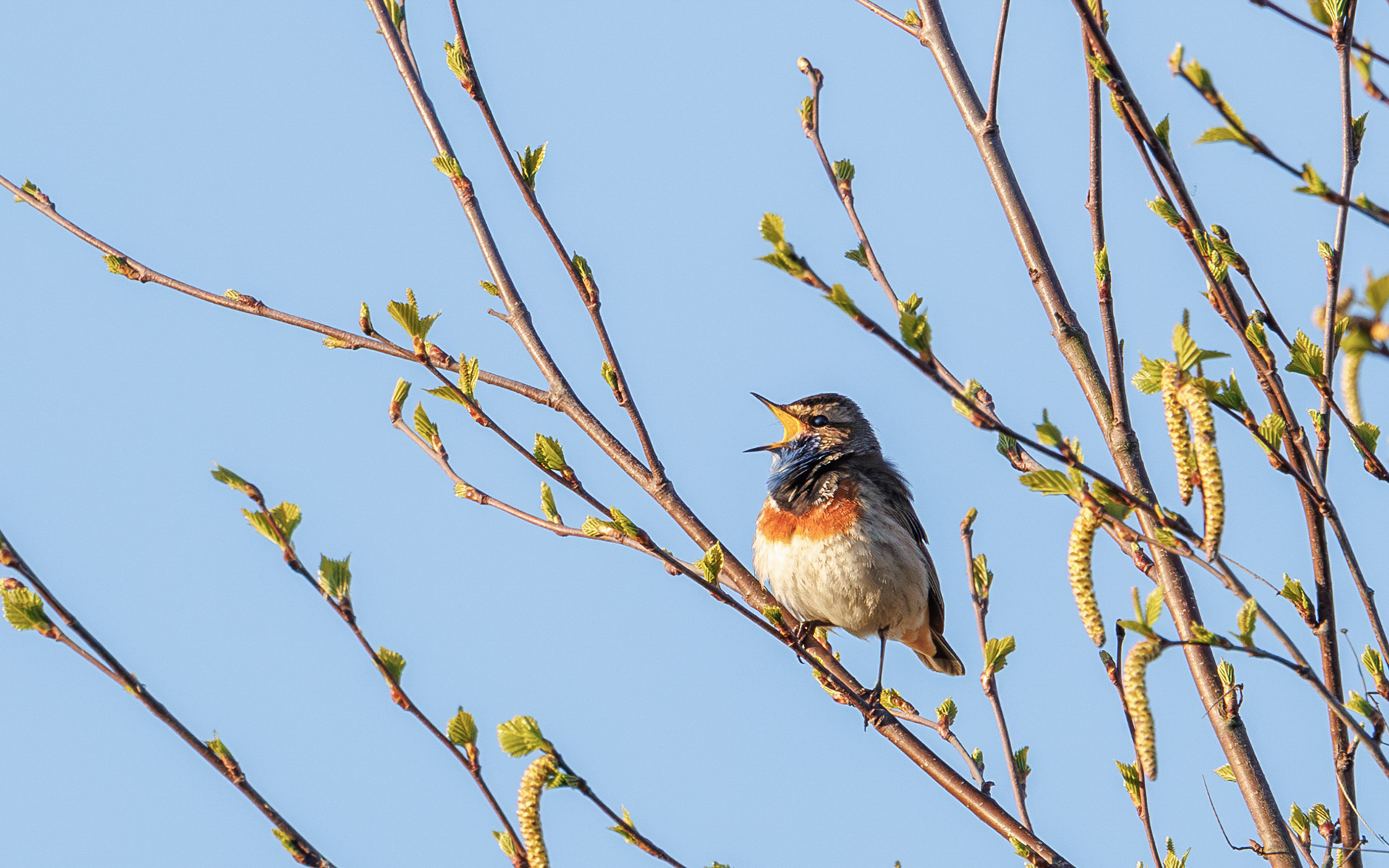Blåhals i Lille Vildmose. Ved solopgang 22. april