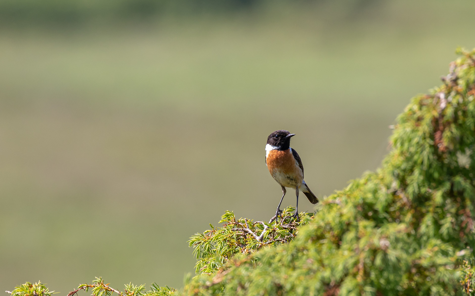 Sortstrubet bynkefugl i Rebild Bakker