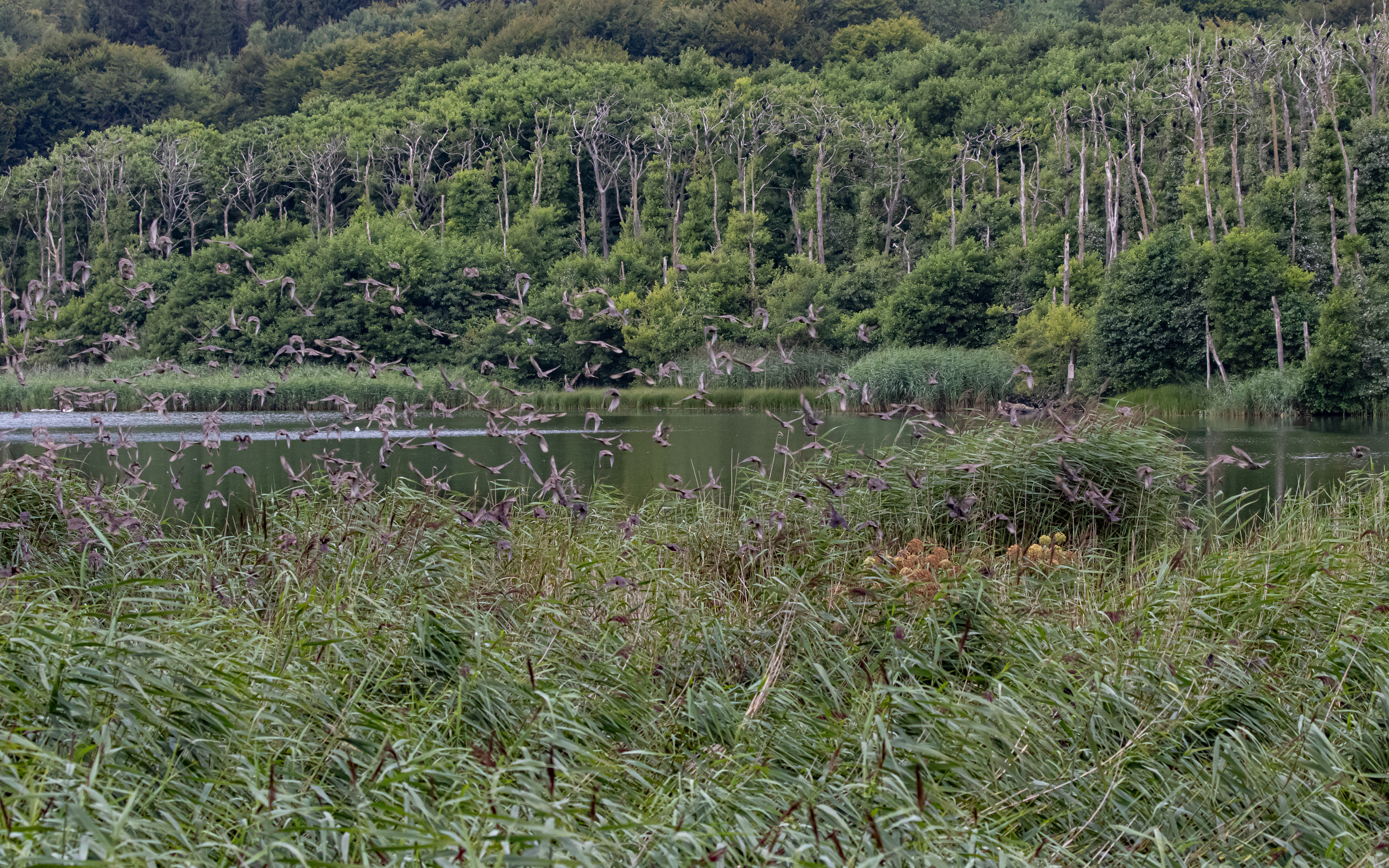 Stære - flest unge. Skarvkoloni i baggrunden