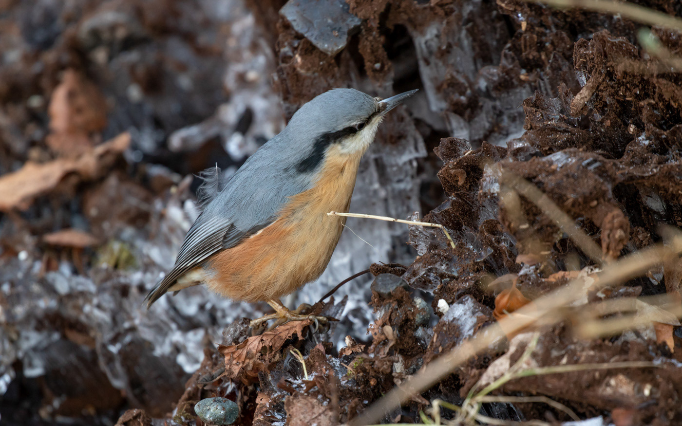 Spætmejse i Ravnkilde
