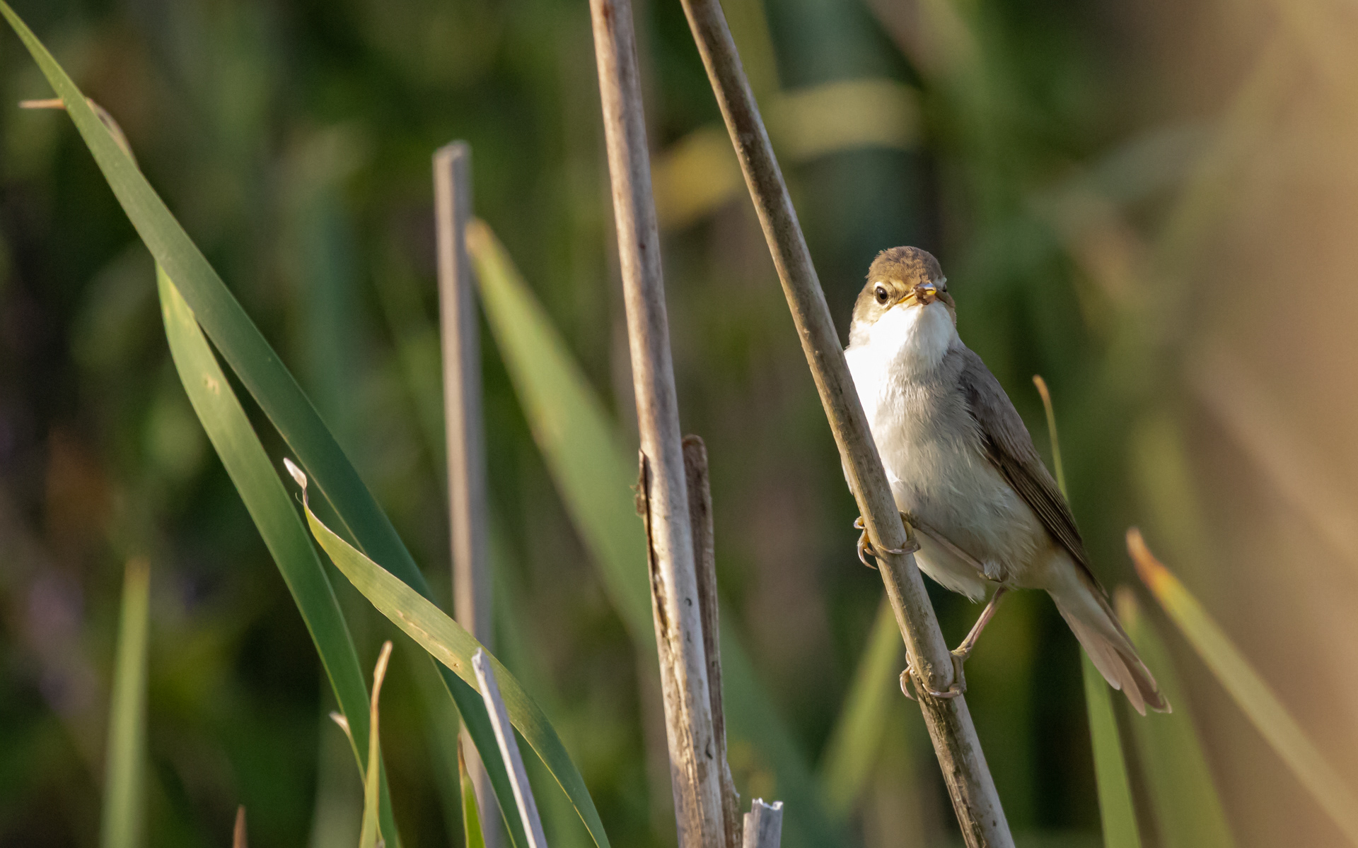 Rørsanger ved Lillesø