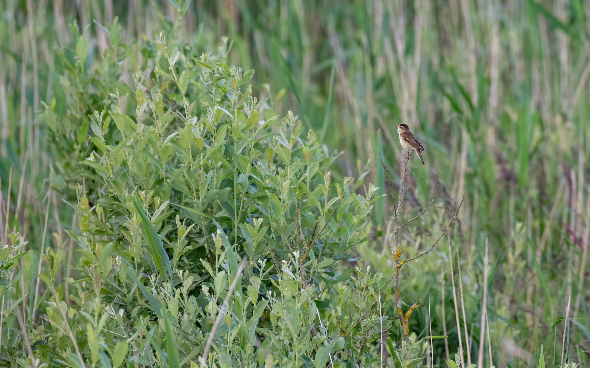 Sivsanger på Hegnsvej