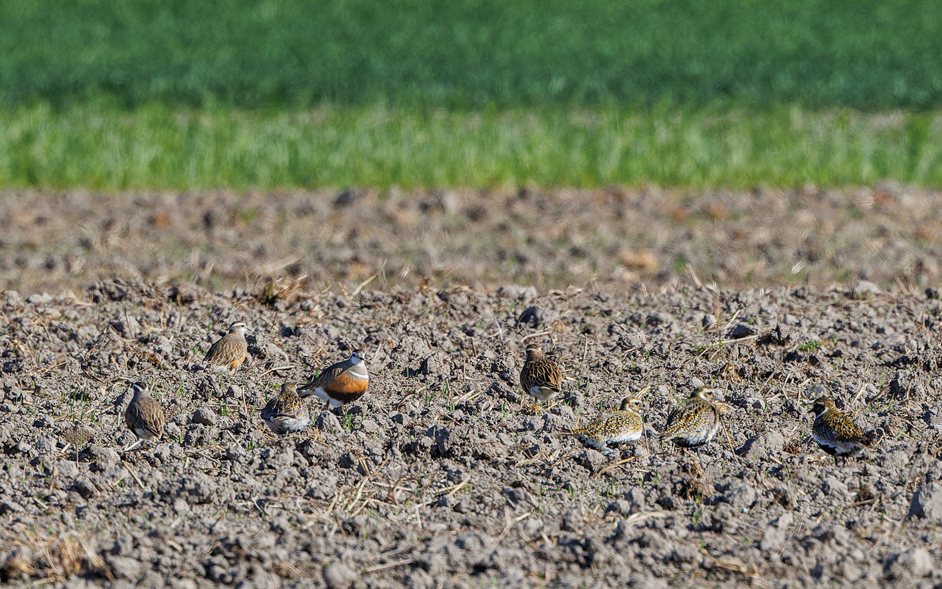 Pomeransfugl og hjejle. Øland Vejle