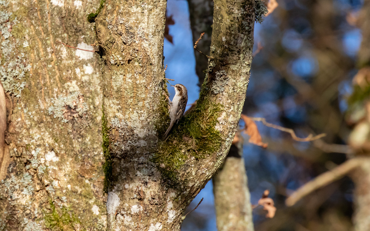 Træløber ved Skillingbrokilden. 23.11.2020