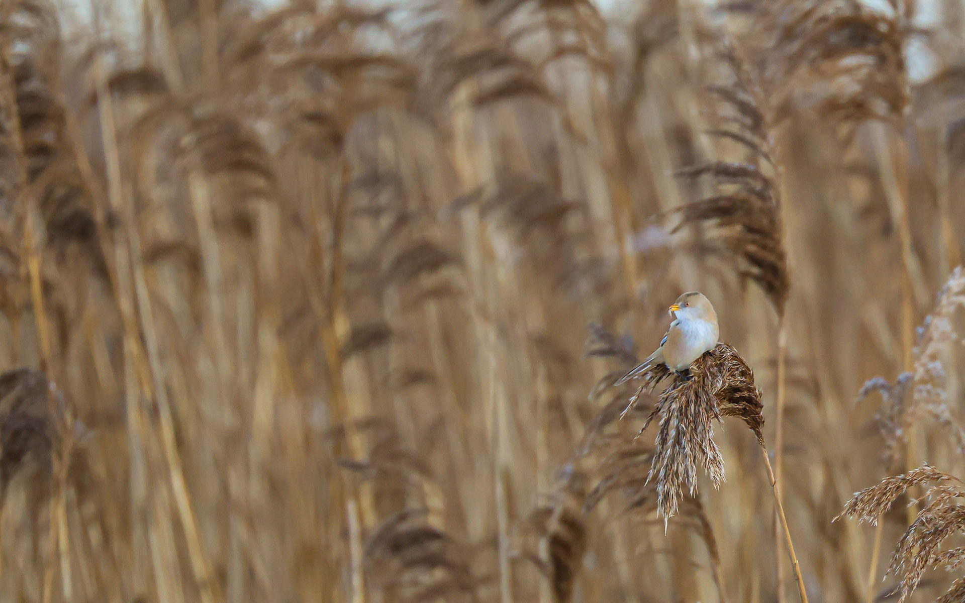 Skægmejser i Lille Vildmose