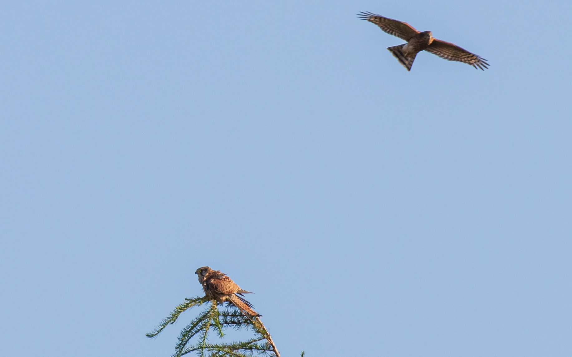 Tårnfalk chikaneres af spurvehøg (juvenil)