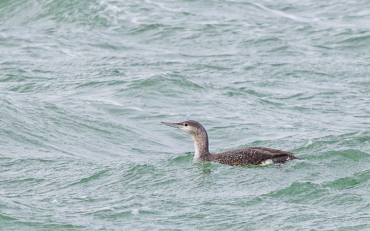 Rødstrubet lom i Hanstholm Havn