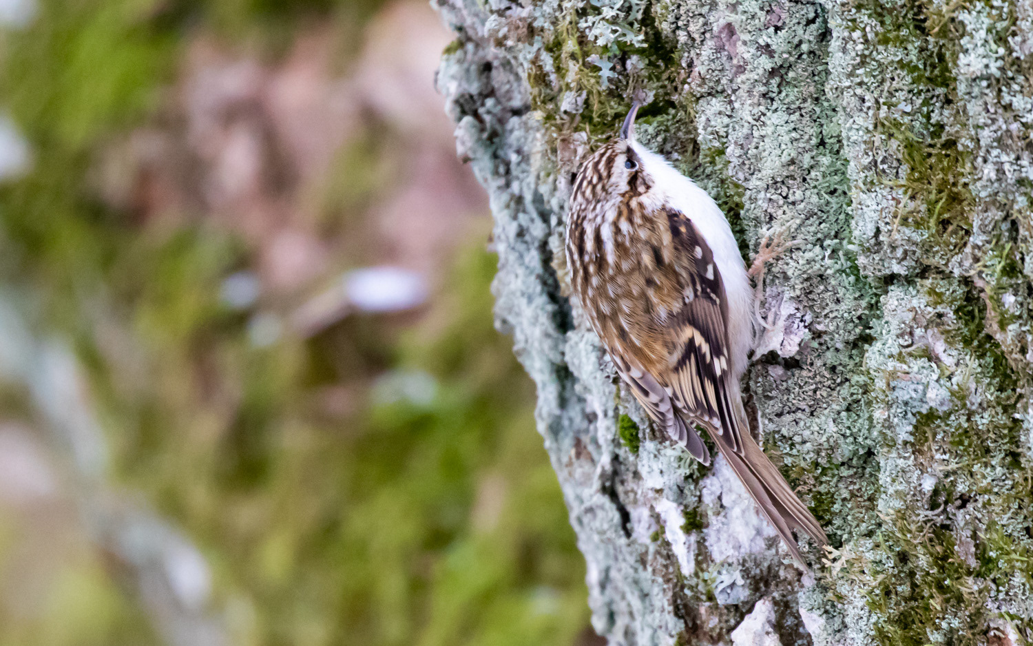 Træløber. Rebild Bakker 15.1.2021