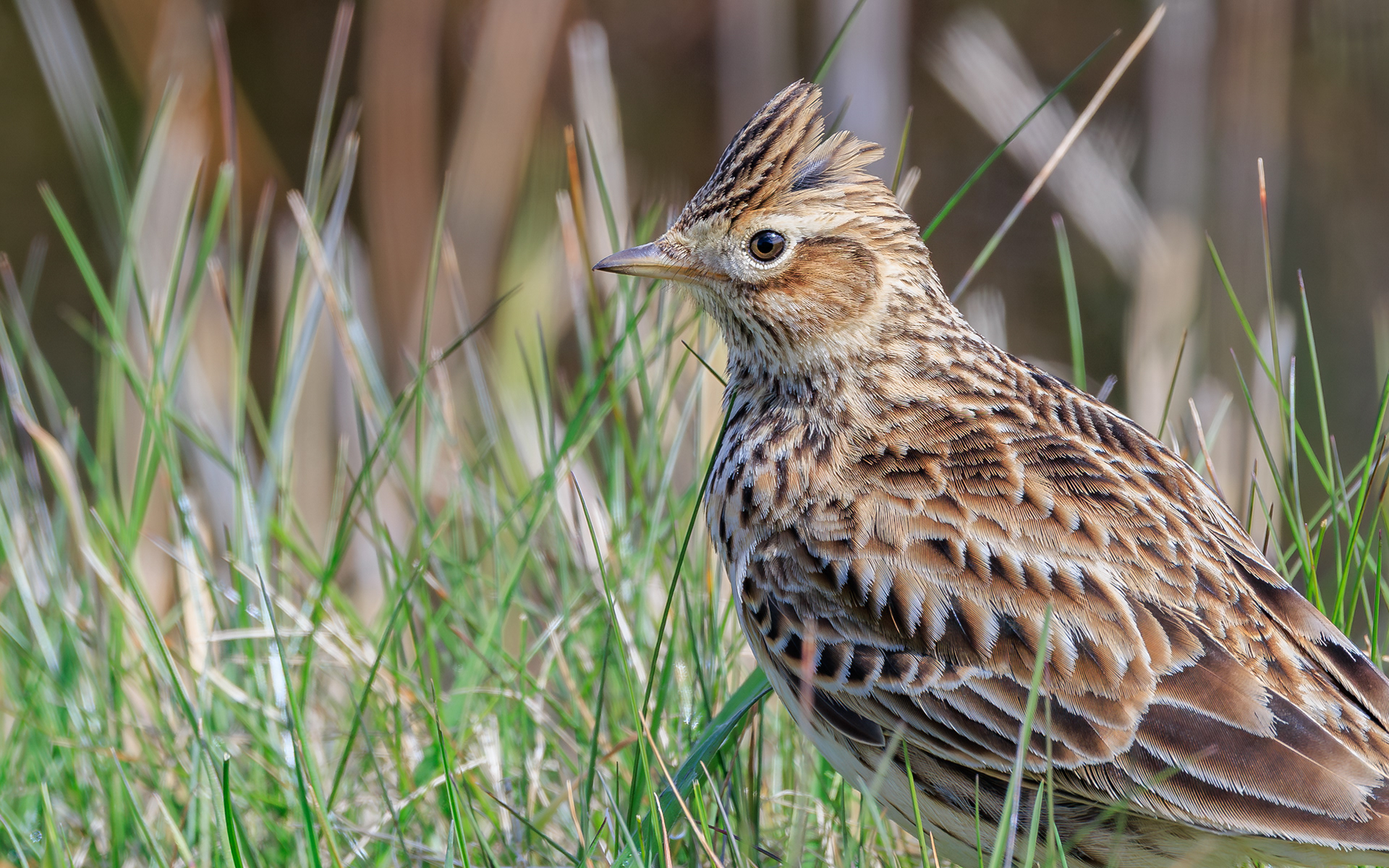 Sanglærke (med top). Værnengene 17. april