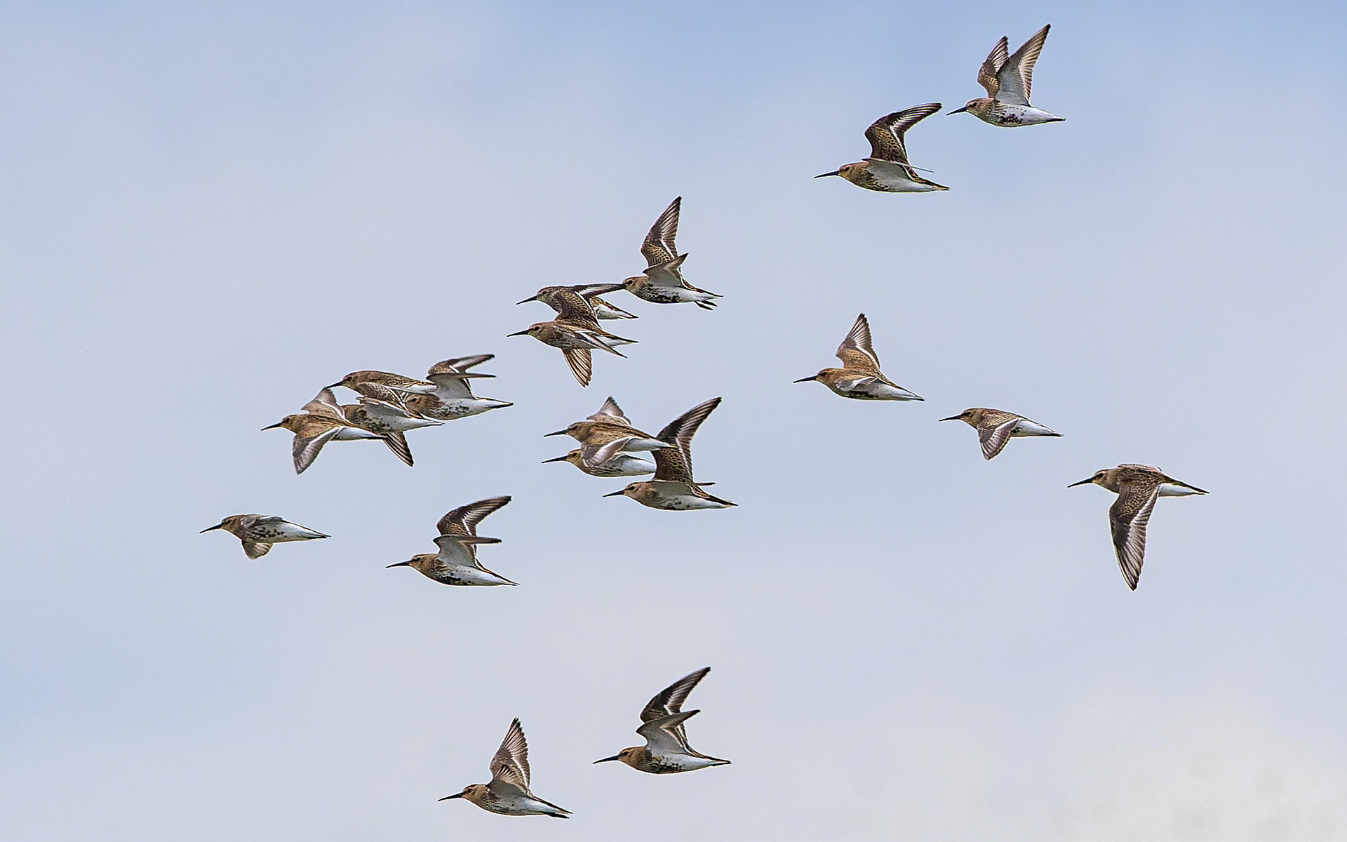 Almindelig ryle. Gerå Strandenge