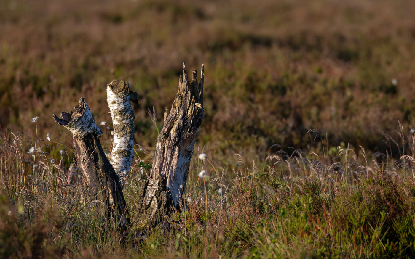 Birketræerne må give op under højmosens genetablering