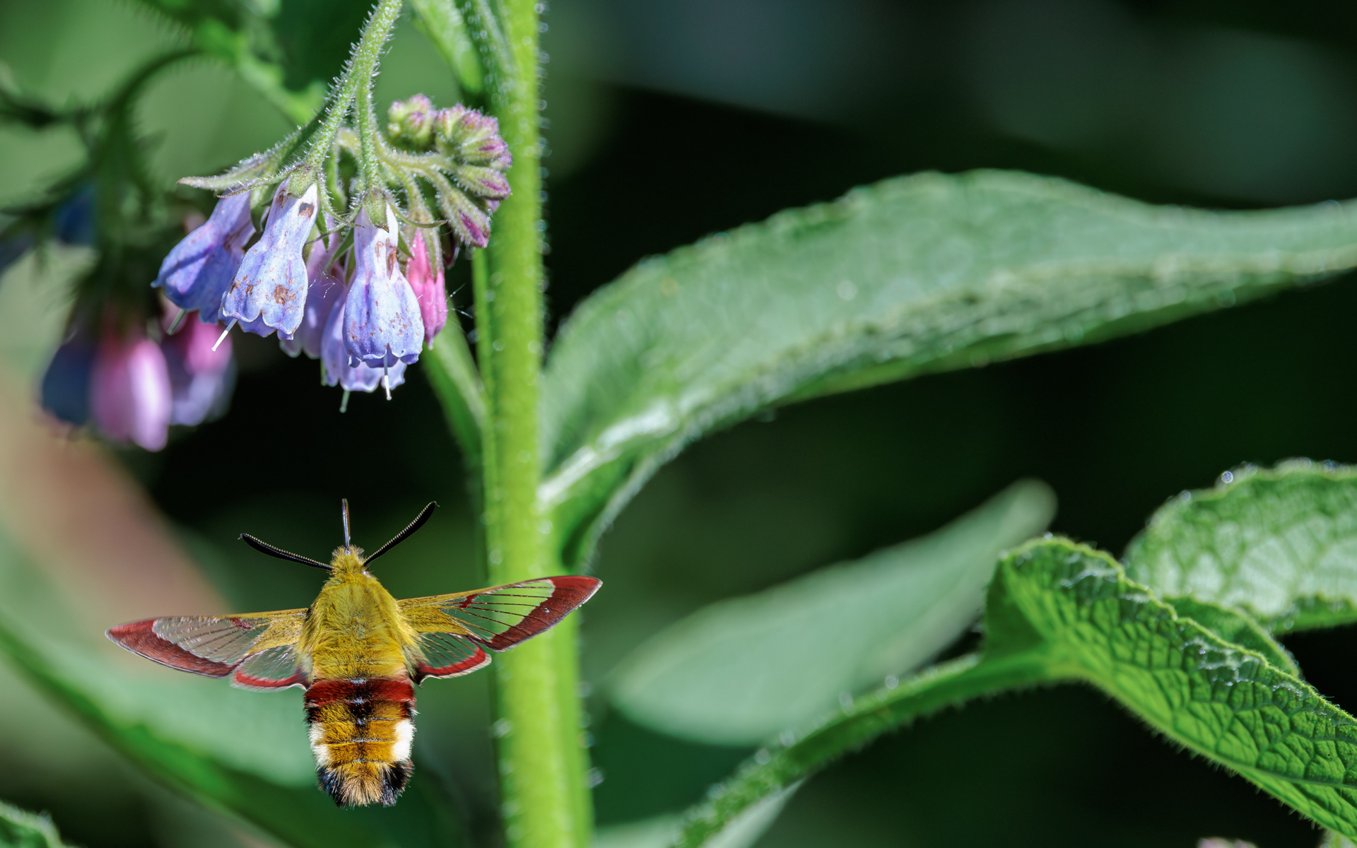 Bredrandet humlebisværmer. Stien til Kaffepletten