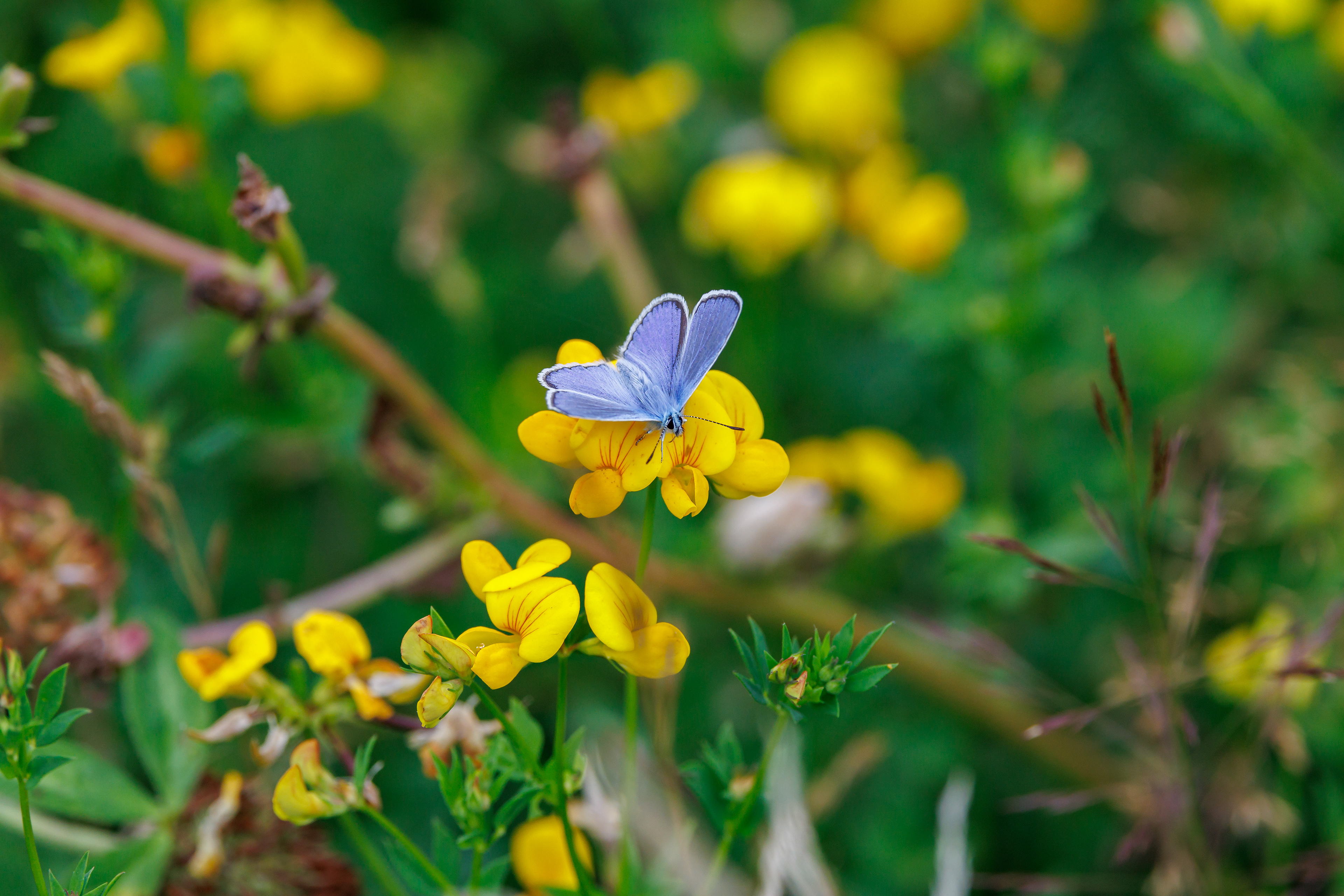 Almindelig blåfugl i "Vild med vilje". I haven