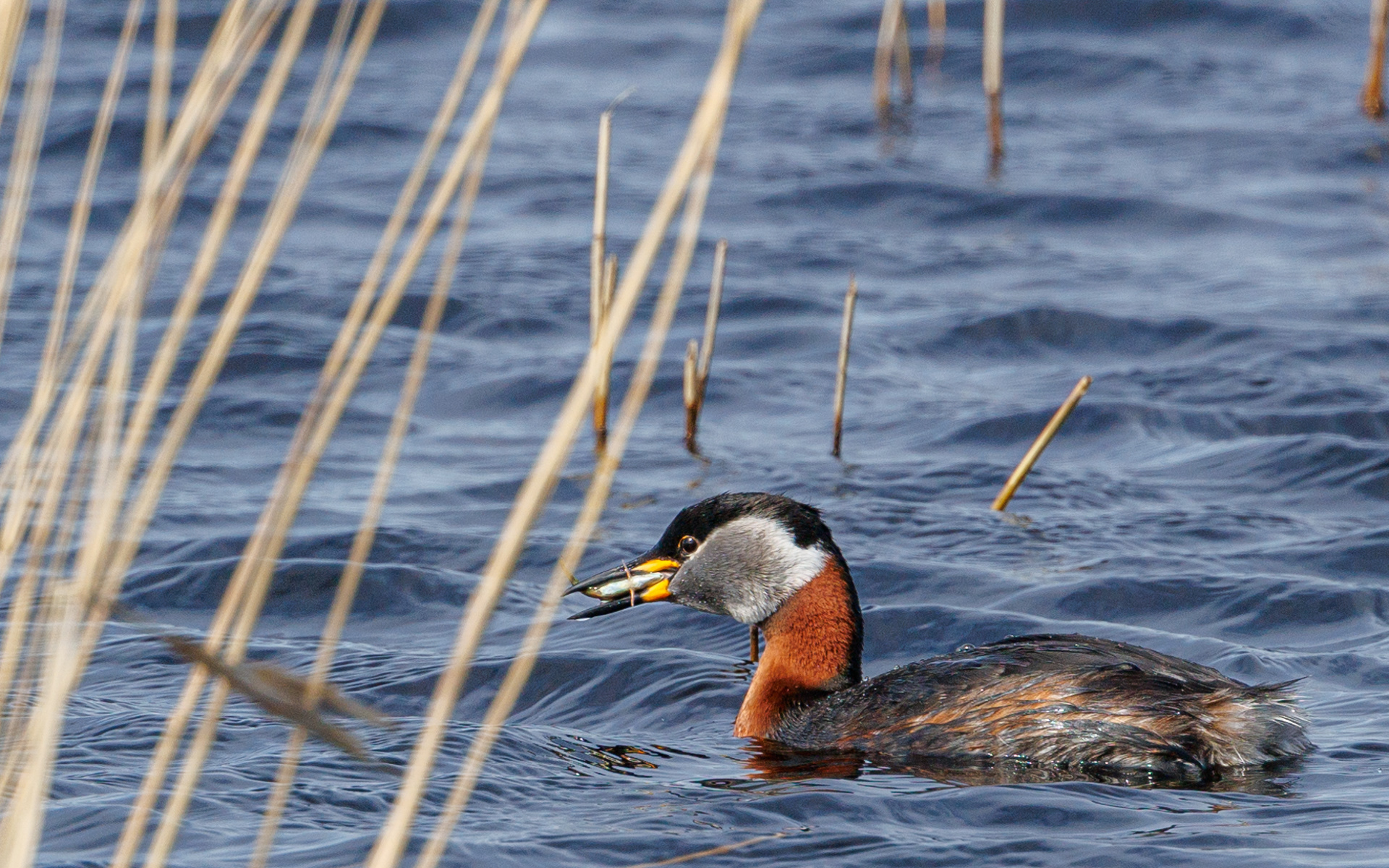 Gråstrubet lappedykker