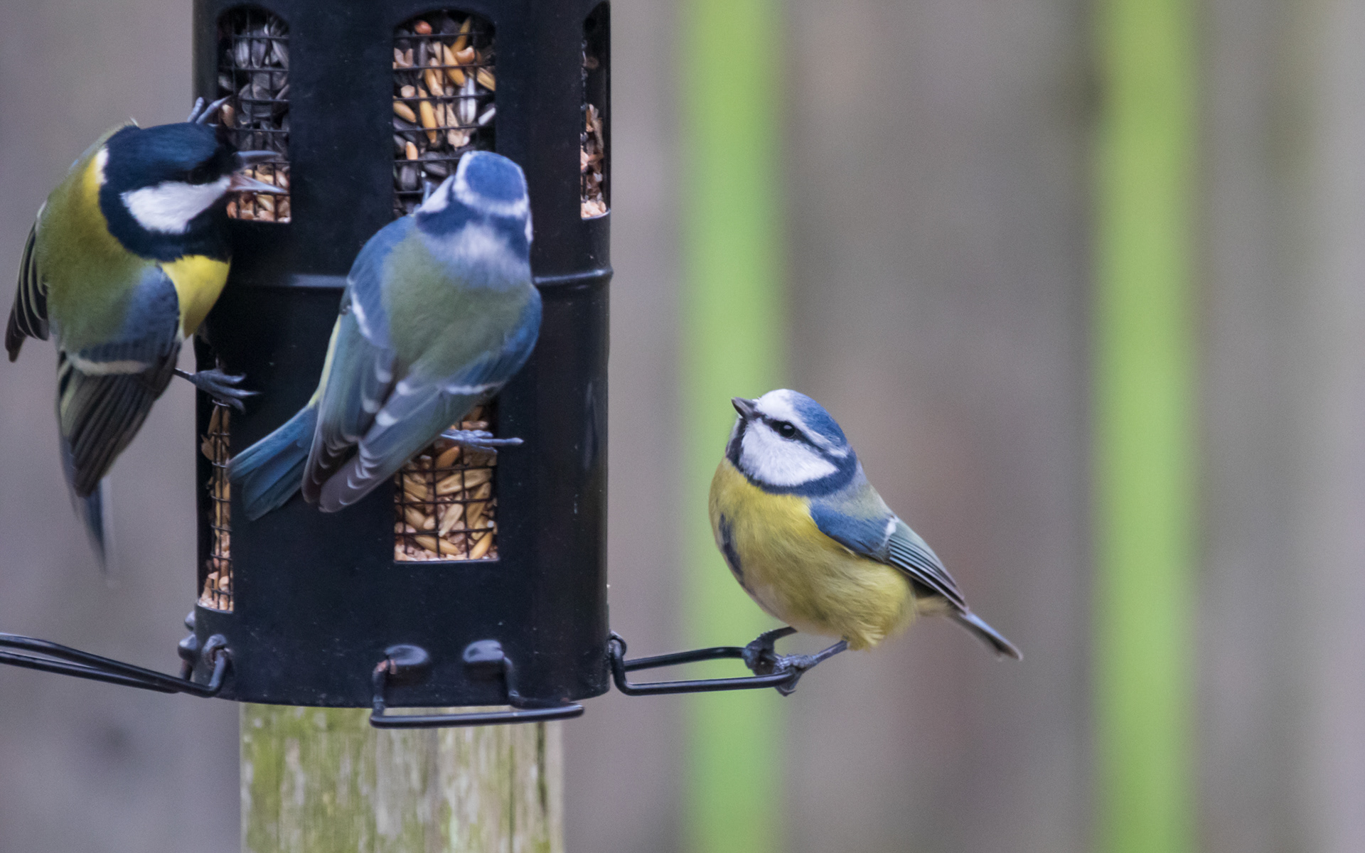 Blåmejser og musvit