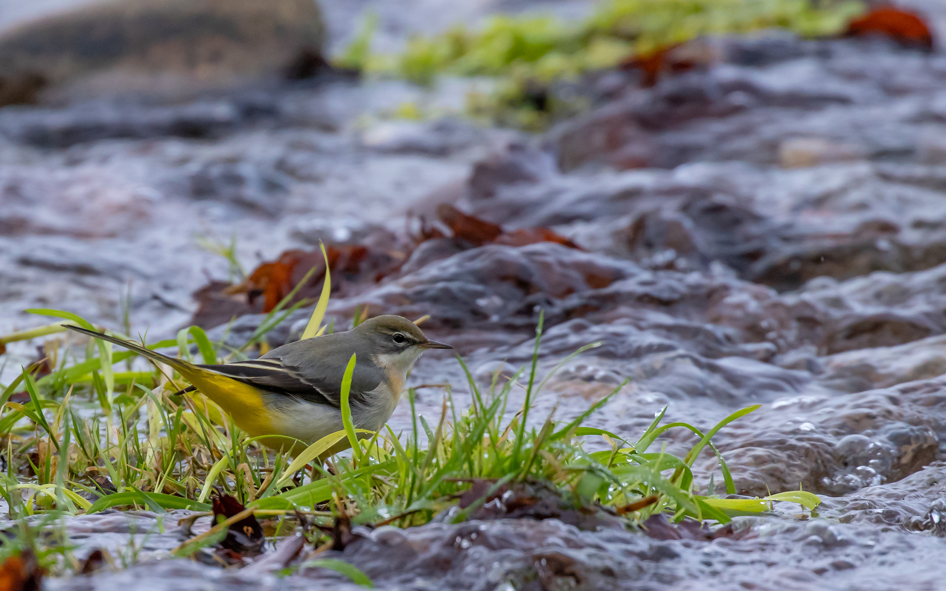 Bjergvipstsjert i Ravnkilde